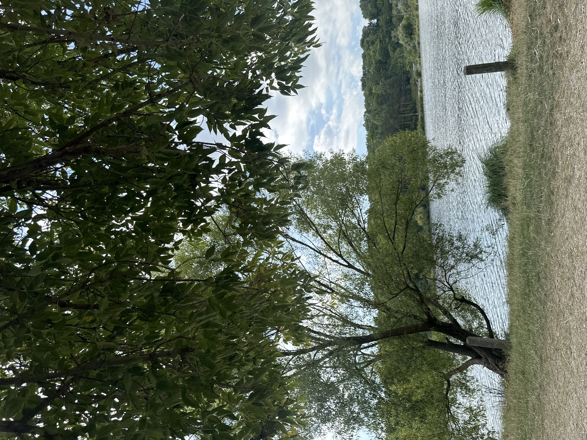 The image depicts a serene natural landscape with a focus on a body of water and surrounding vegetation. In the foreground, a textured ground surface, possibly gravel or sand, transitions into a grassy bank. A solitary, weathered wooden post stands vertically on the grassy area near the water's edge, with a patch of tall grass to its left and right. Dominating the left side of the frame is a large tree with a thick, gnarled trunk that leans noticeably. Its branches, laden with lush green leaves, extend upwards and outwards, partially obscuring the sky and creating a dappled canopy. The tree's foliage is a vibrant green, suggesting a healthy state.
Beyond the grassy bank and the tree, a wide expanse of water, likely a lake or river, occupies the middle ground. The water's surface is rippled, indicating a gentle breeze. The far bank of the waterbody is lined with a dense forest of trees, their foliage forming a dark green barrier against the horizon. Above the treeline, a pale blue sky is visible, adorned with scattered white clouds. The overall impression is one of a tranquil, natural setting, likely a park or recreational area, possibly located in or near the city of Makiv, Ukraine, given the context. There are no people or animals visible in the image.