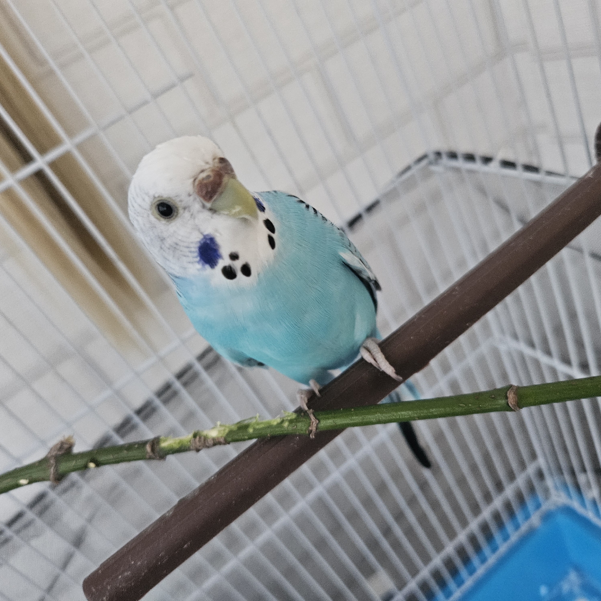 A close-up, high-angle shot shows a blue and white budgerigar perched on a brown perch and a green stalk within a white cage. The bird faces slightly away from the camera, looking down and to the right. Its head is white with faint grey stripes, and it has black spots on its cheeks and a blue patch above its eye. Its beak is reddish-brown. The perch is dark brown and textured, while the green stalk is thin and has small nodes. The background consists of the white bars of a birdcage. There is no indication of the image's location in Chelyabinsk, Russia.