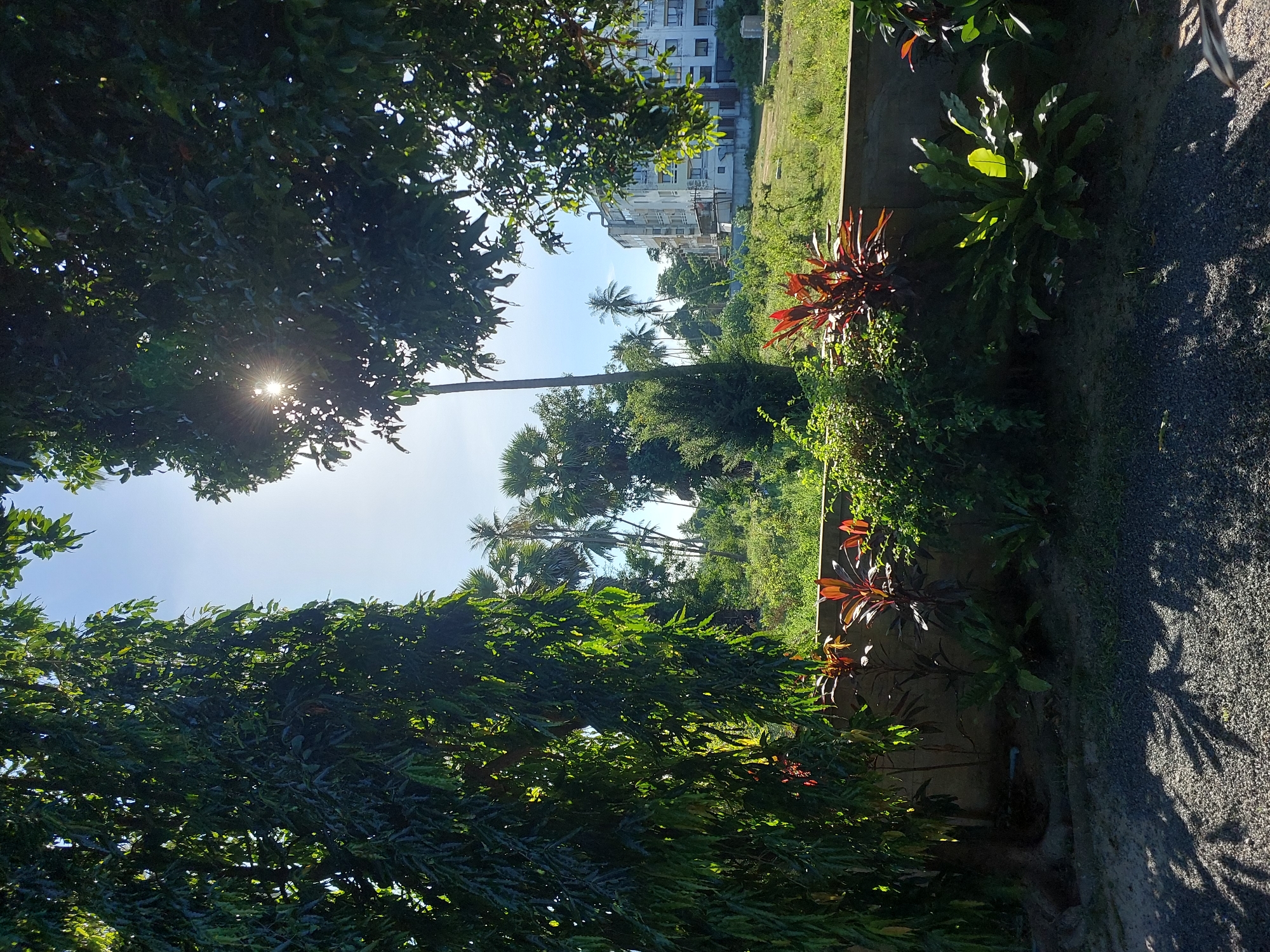 The media file depicts an outdoor scene in Baan Mae Nam, Thailand, bathed in bright sunlight, suggesting a clear and sunny day. The composition is dominated by lush green foliage in the foreground and mid-ground, with dense trees framing the view. Peeking through the leaves, the sun's rays create a lens flare effect, indicating it is likely mid-morning or early afternoon.
In the background, a multi-story building with a light-colored facade stands amongst a backdrop of palm trees and other tropical vegetation. The building appears to be residential or possibly a hotel. The ground to the right of the frame is covered in gravel, with distinct shadows of leaves cast upon it, further emphasizing the sunlight.
A low concrete wall runs horizontally across the mid-ground, separating the vegetation from a slightly elevated grassy area behind it. Several potted plants, including some with striking red and green leaves, are visible along this wall. The overall atmosphere is serene and tropical, evoking a sense of warmth and natural beauty. No people or specific activities are discernible in the image, focusing instead on the natural environment and man-made structures. The image is oriented vertically, suggesting it was captured with a phone camera.