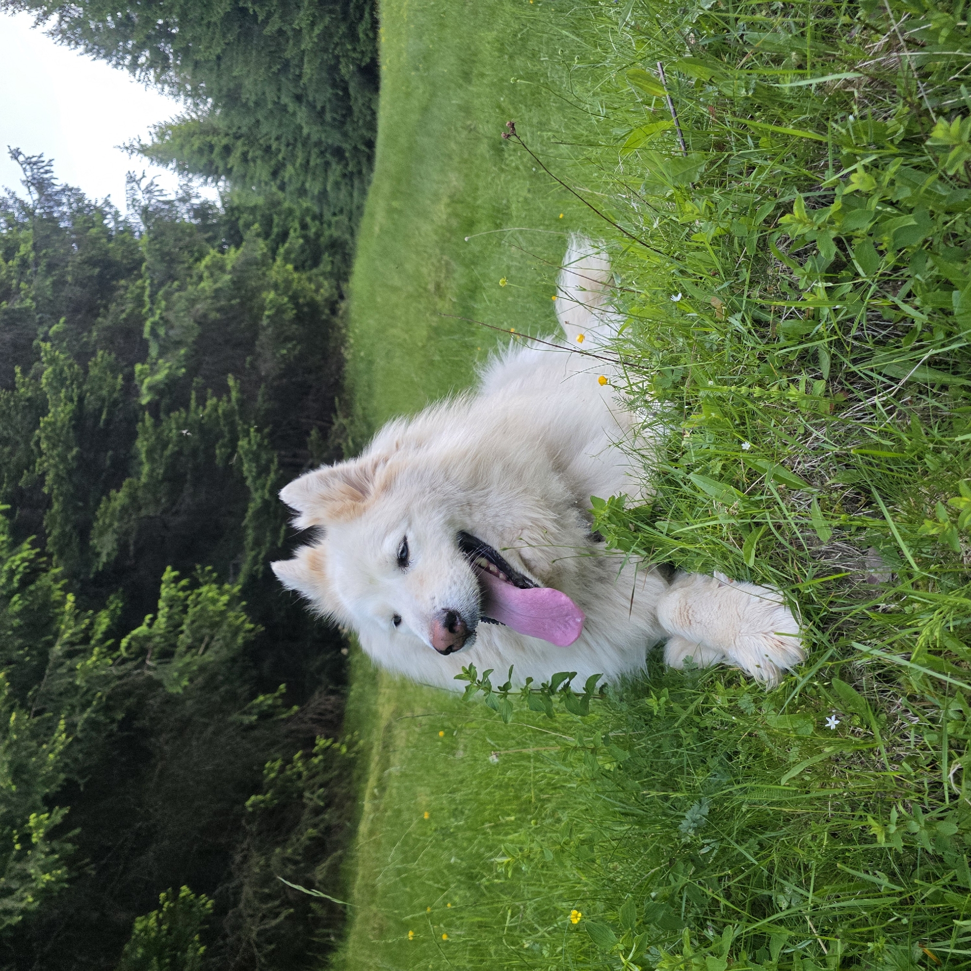 A fluffy white dog with a pink tongue hanging out is lying in a grassy field. The dog is looking to the left of the frame. In the background, there is a forest of green trees. The ground is covered in lush green grass and some small yellow flowers. The sky is overcast. The image appears to have been taken in Smolevo, Bulgaria.