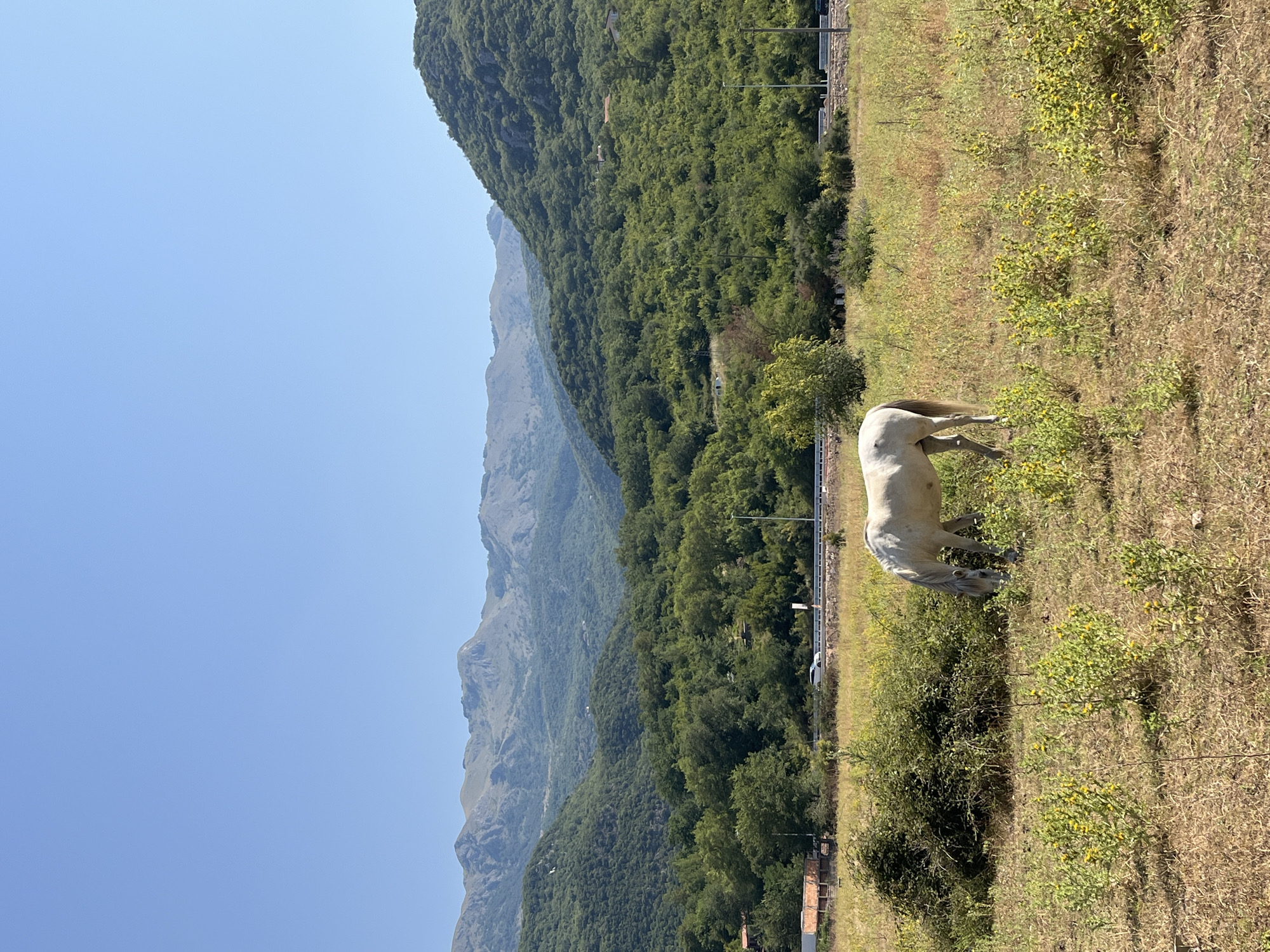 In the city of Podlastva (Poljice), Montenegro, a white horse grazes in a dry, grassy field. The horse is positioned in the lower-middle section of the frame, its head bowed towards the ground. The field is dotted with sparse yellow wildflowers and dried vegetation. In the mid-ground, a dense green forest covers rolling hills, with a visible road running horizontally behind the field. Beyond the forest, a series of rugged, layered mountains stretch across the horizon under a clear, pale blue sky. A few structures, including buildings and a road with a white car, are faintly visible on the edge of the forest. The overall scene depicts a rural, mountainous landscape during daylight hours.