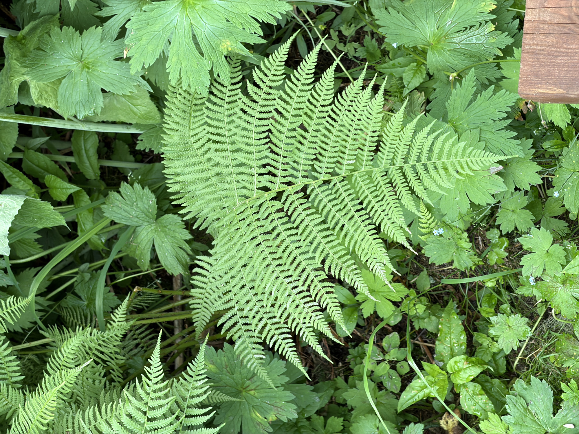 This is a high-angle, medium shot of lush green foliage. The dominant subject is a large, intricately detailed fern frond positioned centrally, its delicate leaflets fanning out. Surrounding the fern are other broad-leafed plants, some with lobed or serrated edges. The scene is rich with varying shades of green, suggesting a healthy, thriving natural environment. There are hints of a wooden object, possibly a bench or a railing, visible in the upper right corner, indicating a park or garden setting. The lighting appears diffused, suggesting it might be overcast or a shaded area, and the plants appear slightly dewy, hinting at recent rain or morning dew. The overall impression is one of natural beauty and tranquility. The location is identified as Souzga, Russia. There is no visible text in the image.