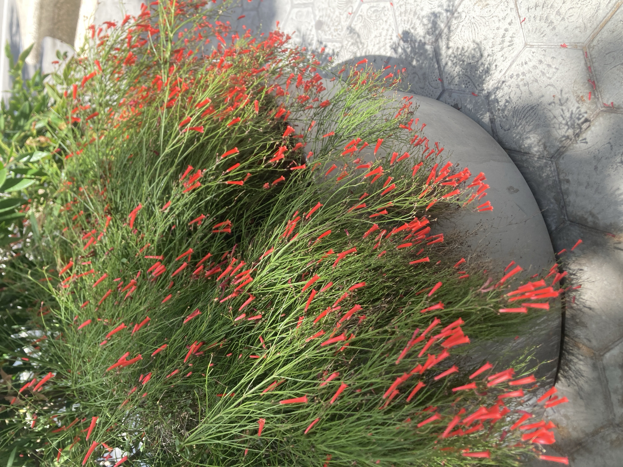 A close-up, eye-level, outdoor, medium shot focuses on a large, gray, concrete planter filled with a dense cascade of green, needle-like foliage adorned with numerous small, tubular, bright red flowers. The planter is positioned on a light gray, hexagonal-patterned paved surface. Sunlight casts shadows of the foliage onto the pavement, creating a textured, dappled effect. The scene is devoid of people and shows no discernable signs of specific location within Barcelona, Spain.