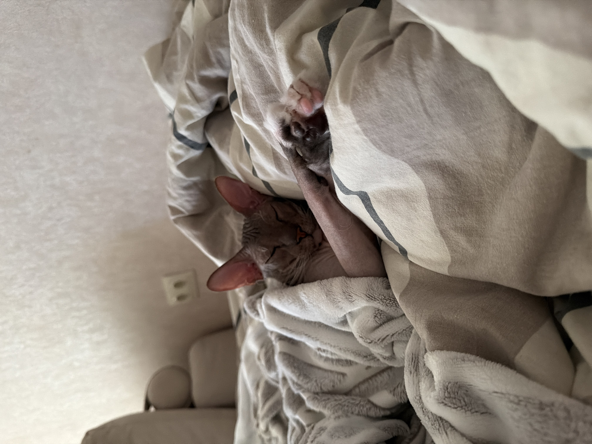 A hairless cat, likely a Sphynx breed, is sleeping soundly in a bed. It is partially covered by a fluffy grey blanket and a patterned duvet. The cat's head rests on its arm, and its eyes are closed. One of its paws, with pink toe beans, is visible near the edge of the frame. The bedding appears to be a soft, comfortable material. The background shows a lightly textured wall and a glimpse of an electrical outlet. The scene conveys a sense of peace and relaxation. The image was taken in Izhevsk, Russia.