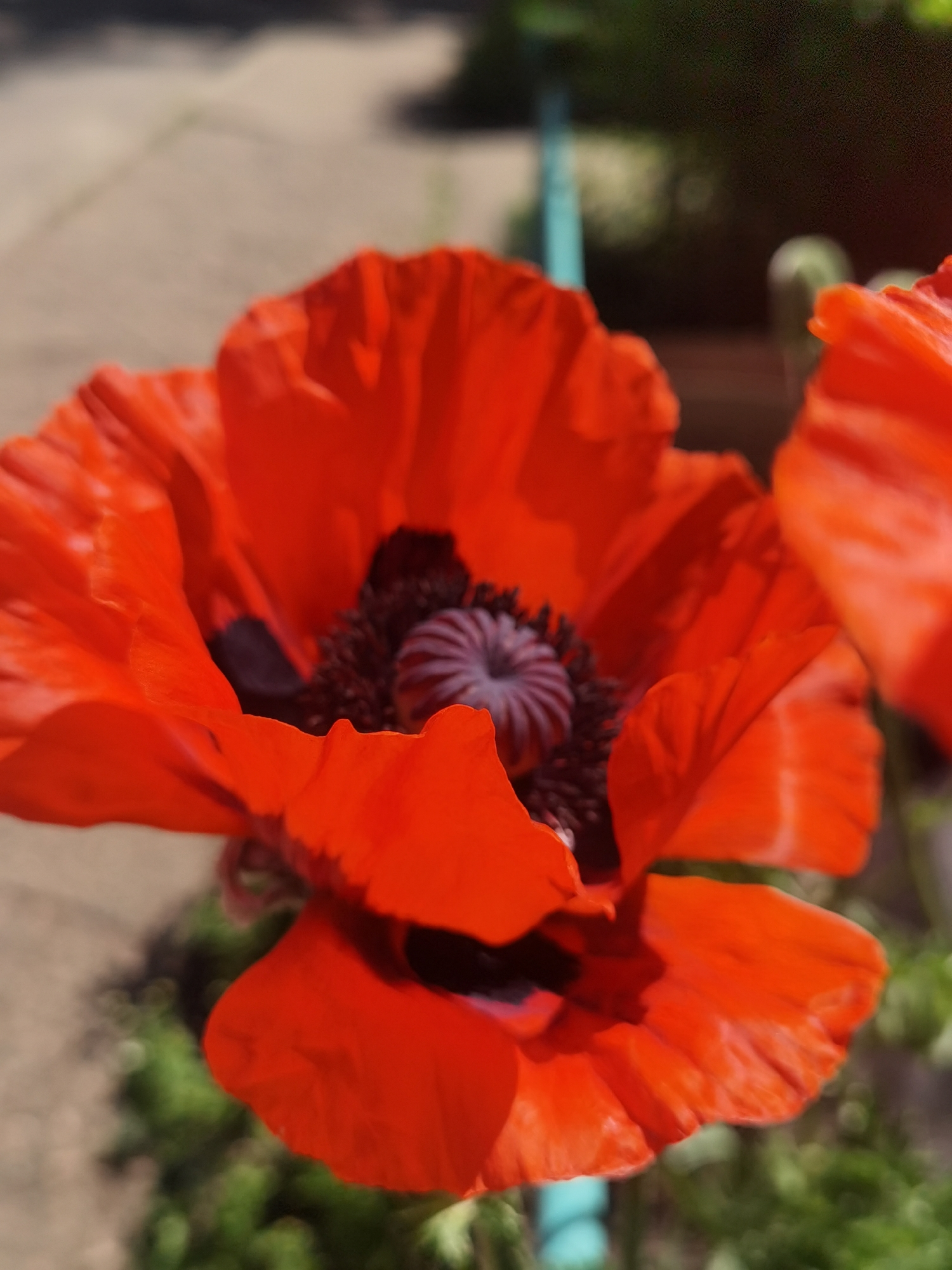 The image shows a close-up, shallow-depth-of-field shot of a bright red poppy flower with a dark center. The petals are delicate and ruffled, with visible veins. The center of the flower displays a dark, fuzzy stamen and a ribbed pistil. The background is blurred, showing hints of a paved area and green foliage, suggesting an outdoor setting. A thin, light blue object, possibly a garden stake or fence post, is visible in the background. The lighting suggests it is daytime, with sunlight illuminating the flower. The location in the city of Chaikovsky, Russia, is not visually discernible from the image itself.