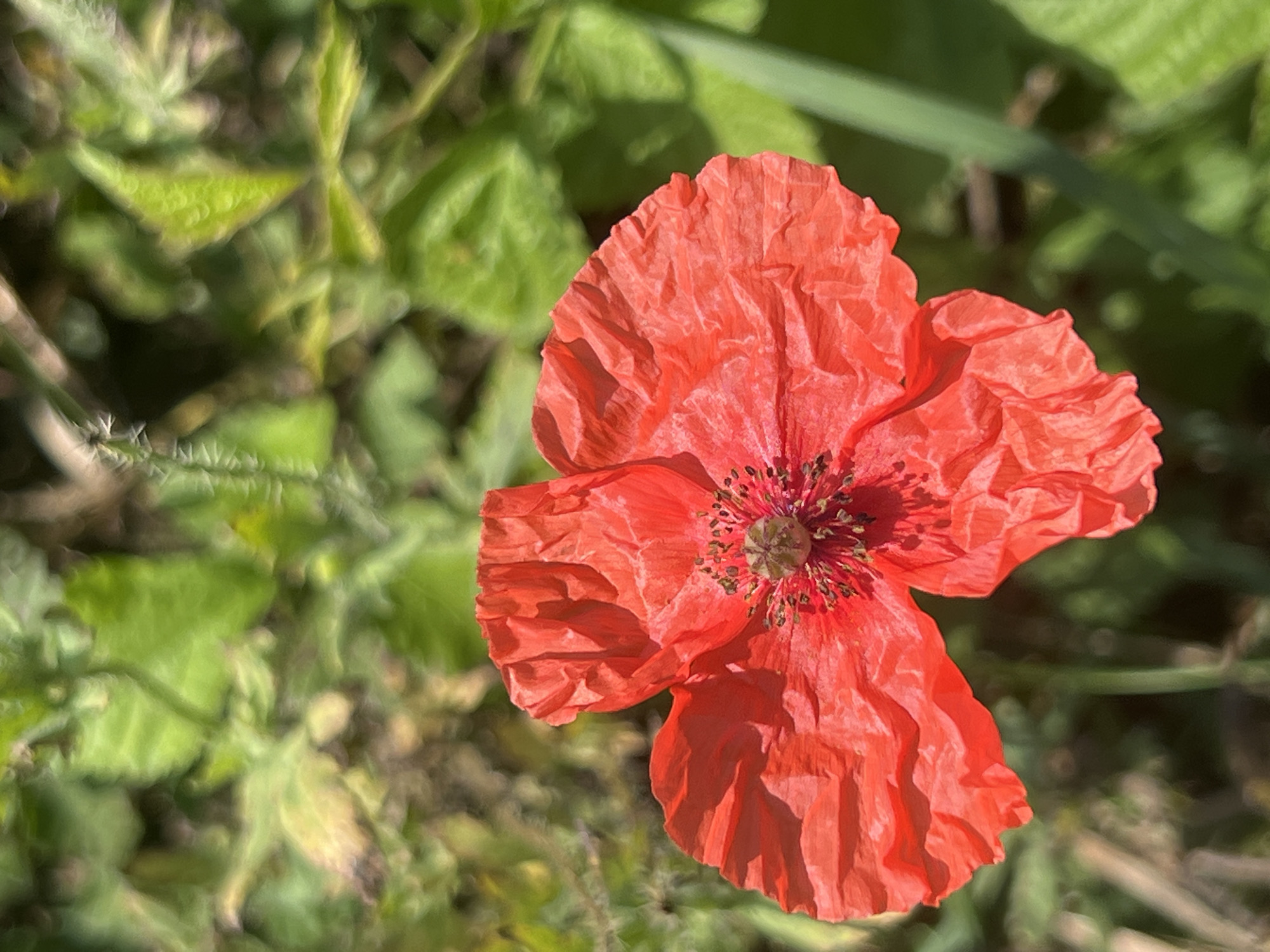 A close-up, high-angle shot focuses on a single, vibrant red poppy flower in bloom. The poppy's petals are delicate and slightly crinkled, displaying subtle variations in texture and shadow. In the center of the flower, a cluster of dark stamens surrounds a greenish-brown pistil. The background is a soft blur of green foliage, suggesting an outdoor natural setting. The lighting indicates a bright, sunny day, casting distinct shadows on the poppy's petals. The scene is devoid of any human presence. The image's metadata indicates it was taken in Moosburg, Germany.