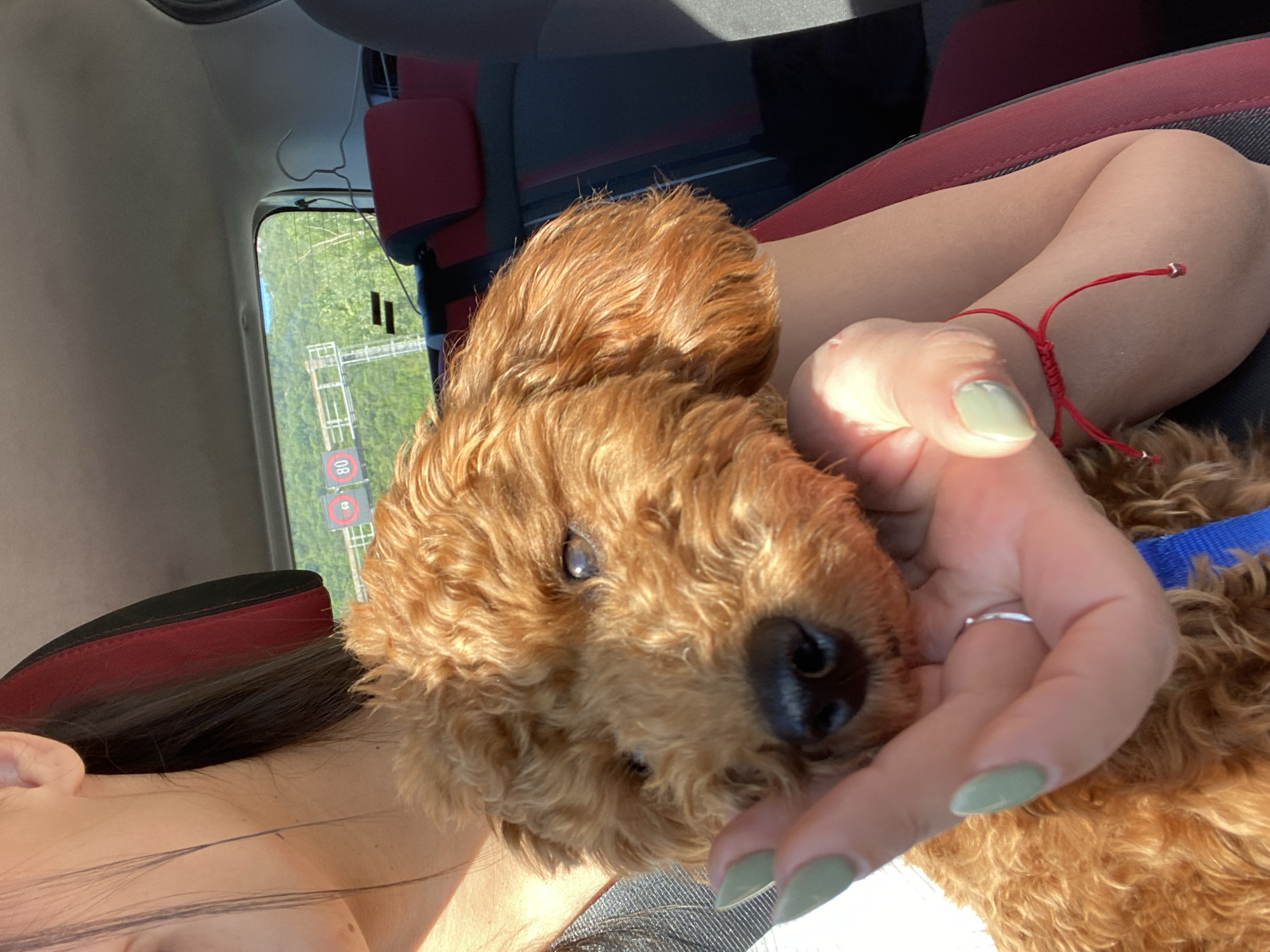 A close-up shot depicts a light brown poodle cradled in a person's hand inside a car. The person's hand, adorned with light green nail polish and a silver ring, gently cups the dog's head. A red string bracelet is visible on the person's wrist. Part of the person's hair and face are visible on the left side of the frame. The car's interior includes red and black seat upholstery. Through the car window, a blurred landscape is visible, featuring an "80" sign and a bridge-like structure, suggesting a location near the city of Sotonići, Montenegro where these signs are present.