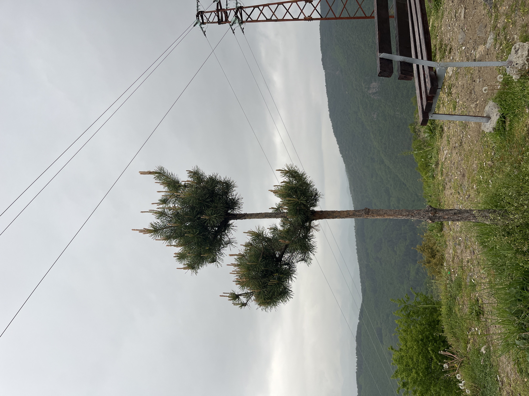 The image depicts a landscape scene in Leshten, Bulgaria. A young, two-tiered pine tree stands prominently in the foreground. Overhead power lines stretch across the sky to a metal tower structure. To the right, a wooden bench sits along the edge of a grassy hillside. In the background, a mountain range extends horizontally. The sky is overcast with gray clouds.