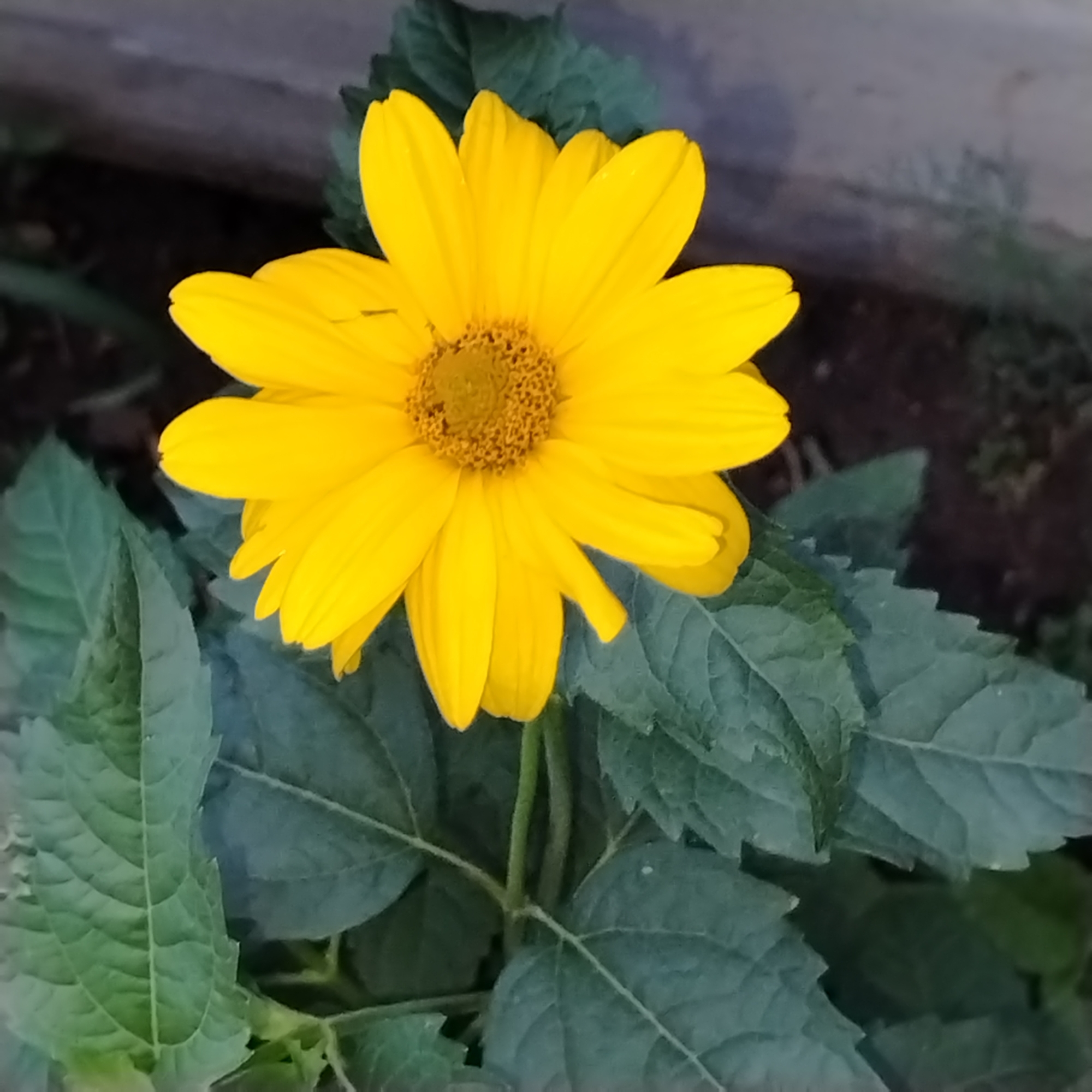 A close-up, eye-level shot features a vibrant yellow flower with a dark, textured center, surrounded by lush green leaves. The flower's petals are broad and slightly pointed, creating a full, radiant bloom. The leaves are a deep green, with visible veins and a slightly rough texture. The background is a blur of dark, earthy tones, suggesting an outdoor setting, possibly a garden or park. The image quality is moderate, with some graininess and muted colors in the background. This photograph was taken in Ekibastuz, Kazakhstan.