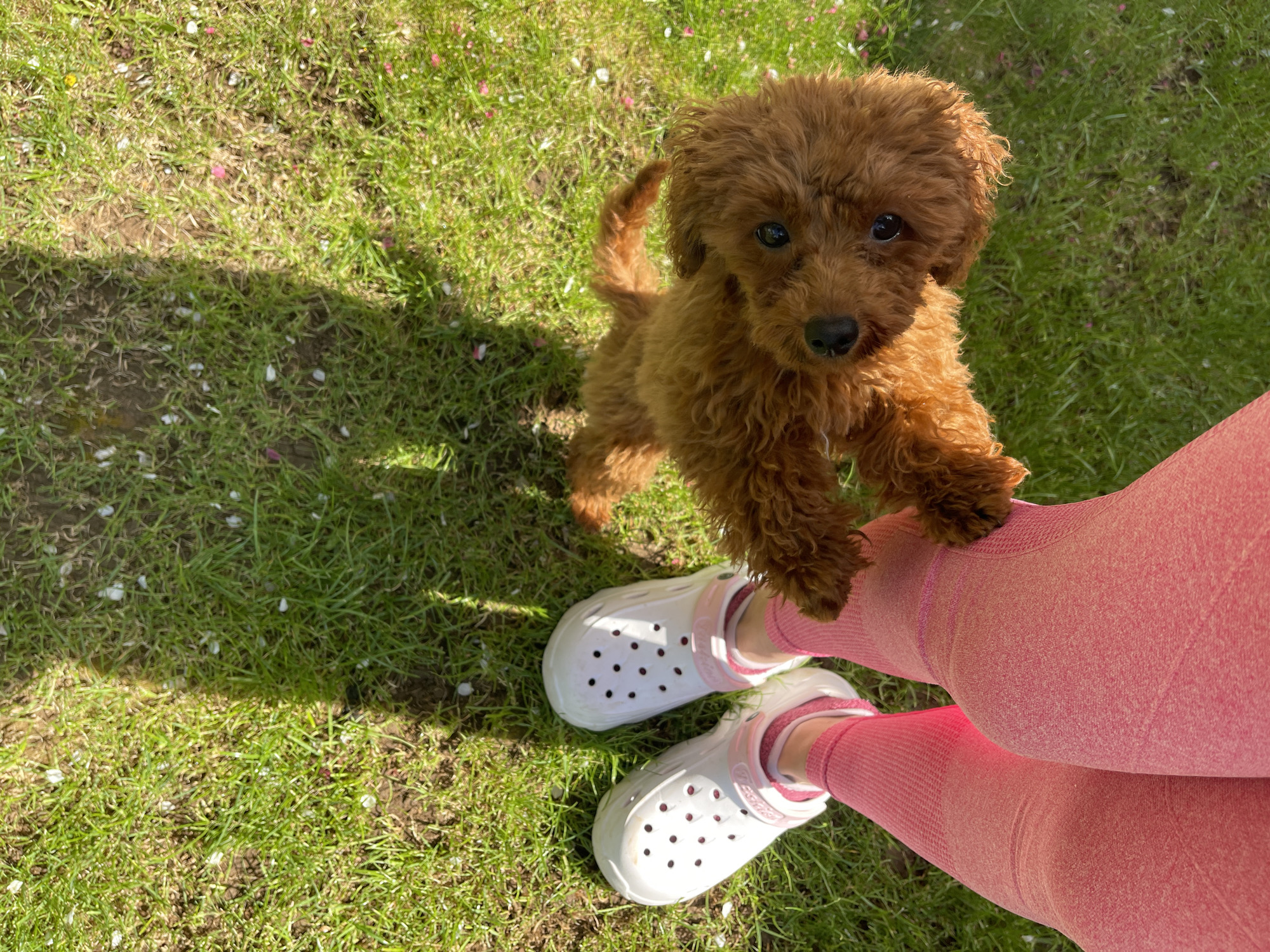 An overhead shot captures a heartwarming interaction between a small, reddish-brown puppy and a person in an outdoor, grassy setting, likely a garden or park in Sofia, Bulgaria.
The main subject is a fluffy, curly-haired puppy, possibly a Poodle or Doodle mix, with dark, expressive eyes and a black nose. The puppy is standing on its hind legs, leaning against the person's leg with its front paws, looking directly up at the camera. Its tail is visible, curled upwards.
The person, whose torso is not visible, is wearing form-fitting, textured pink leggings and white Crocs. The pink straps on the Crocs have the brand name "Crocs" faintly visible. The person's feet are positioned on a vibrant green lawn, which has some patches of lighter grass and visible soil underneath.
The ground is covered in green grass with numerous small white and pink petals scattered across it, suggesting a blossoming season. The scene is brightly lit by natural sunlight, casting distinct, strong shadows across the grass, particularly on the left side of the frame. This indicates a clear and sunny day, likely during the morning or afternoon. The puppy's eager posture and direct gaze convey curiosity, playfulness, and affection, highlighting a tender moment of connection.