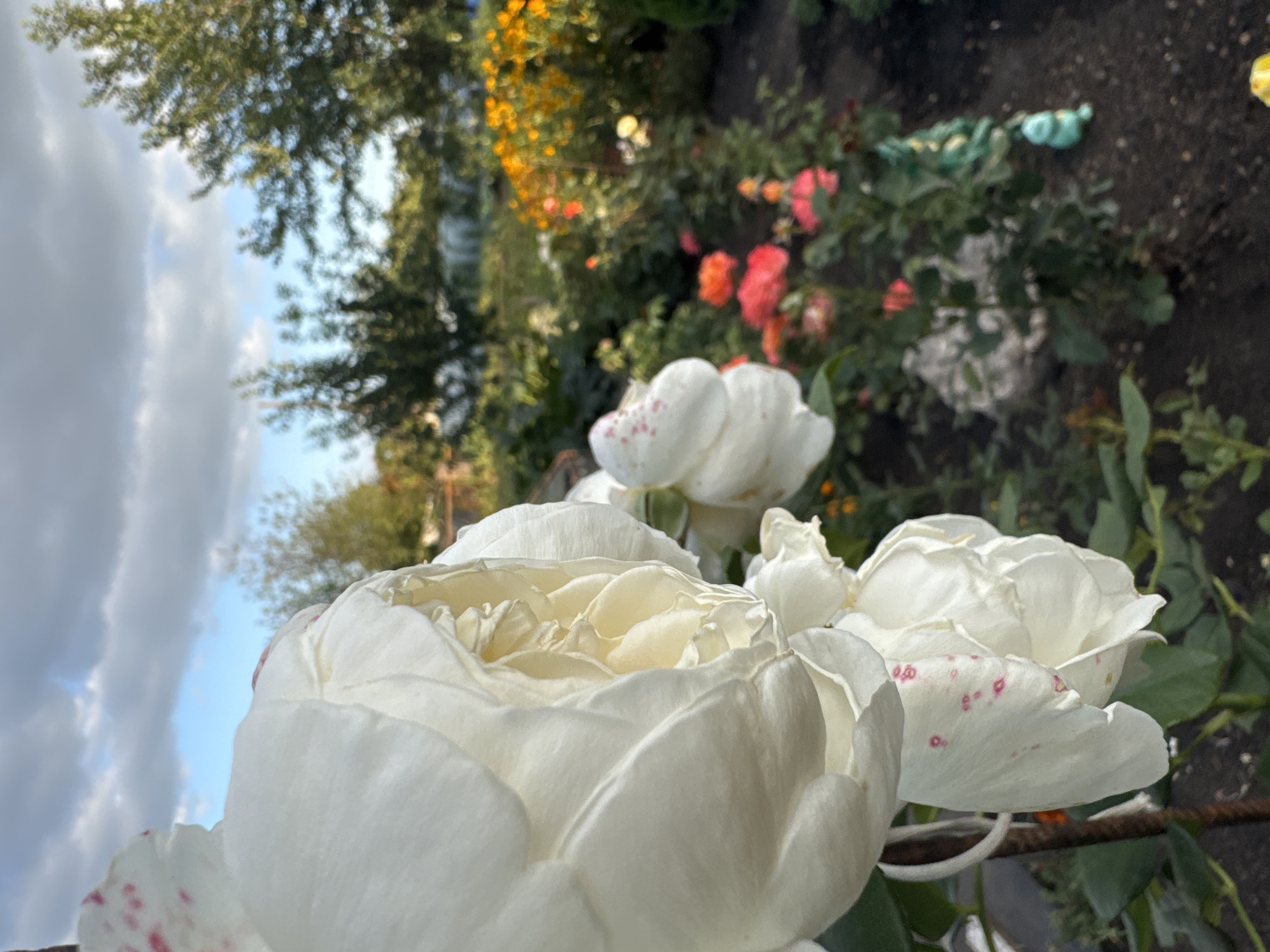 A close-up, low-angle, outdoor shot captures a white rose in the foreground, its petals unfurling with delicate pink speckles. The rose is supported by a thin wire stake. In the background, a garden bed is visible, filled with a variety of blooming flowers in shades of orange, yellow, and red. Green foliage and trees form the mid-ground and background, with a cloudy, blue sky overhead. The setting appears to be a garden in Rannii Rassvet, Russia.