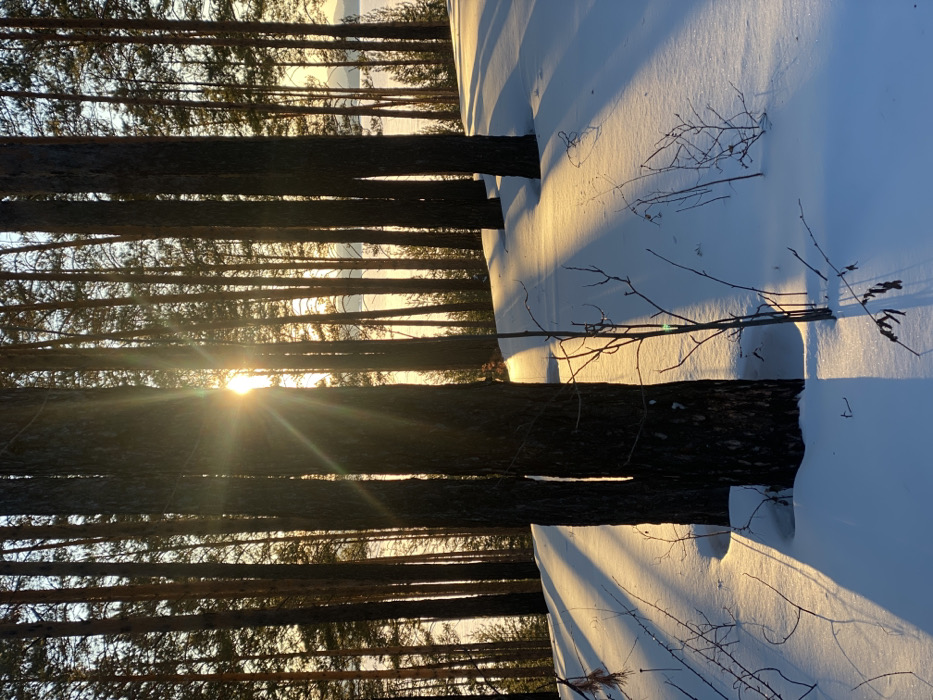 The image depicts a winter forest scene near Ust-Ilimsk, Russia, specifically overlooking the Ust-Ilimsk Reservoir. The foreground and midground are covered in a uniform layer of undisturbed white snow. Numerous tall, slender pine trees with dark trunks dominate the frame, casting long, distinct blue-tinted shadows across the snow, extending from left to right. The sun is low in the sky, positioned behind a central cluster of trees, producing a strong golden sunburst effect and bright rays that illuminate the snow and tree trunks. Scattered small, leafless branches and saplings protrude from the snow in the foreground. In the background, beyond the trees, a wide, flat expanse of frozen water, consistent with a large reservoir, reflects the golden light of the low sun. No individuals, animals, or artificial structures are visible in the frame. The sky above the horizon is clear, showing a gradient from pale orange to light blue.