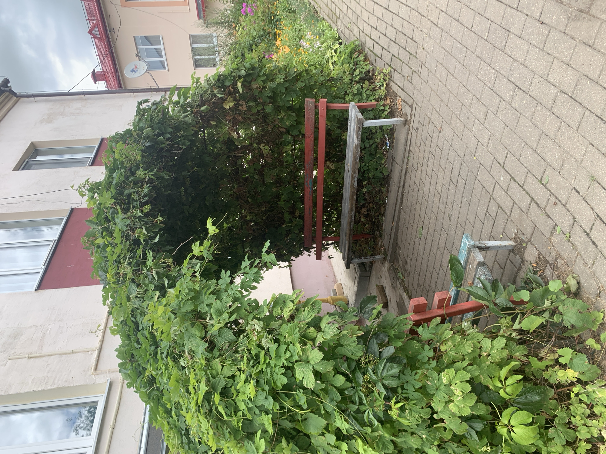 The image depicts a residential building exterior in the city of Kapyĺ, Belarus, with a focus on an overgrown green archway and two park benches. The archway, formed by dense, leafy vines, creates a shaded alcove in front of the building's entrance. One bench, constructed of wood with red-painted legs and back, is positioned within the archway, while another, smaller bench with red legs and a blue-painted wooden seat, sits outside the arch to the left. The ground is paved with grey rectangular bricks, leading to a small flowerbed with colorful flowers to the right of the archway. The building itself has a light-colored textured facade and several windows. The sky is overcast.