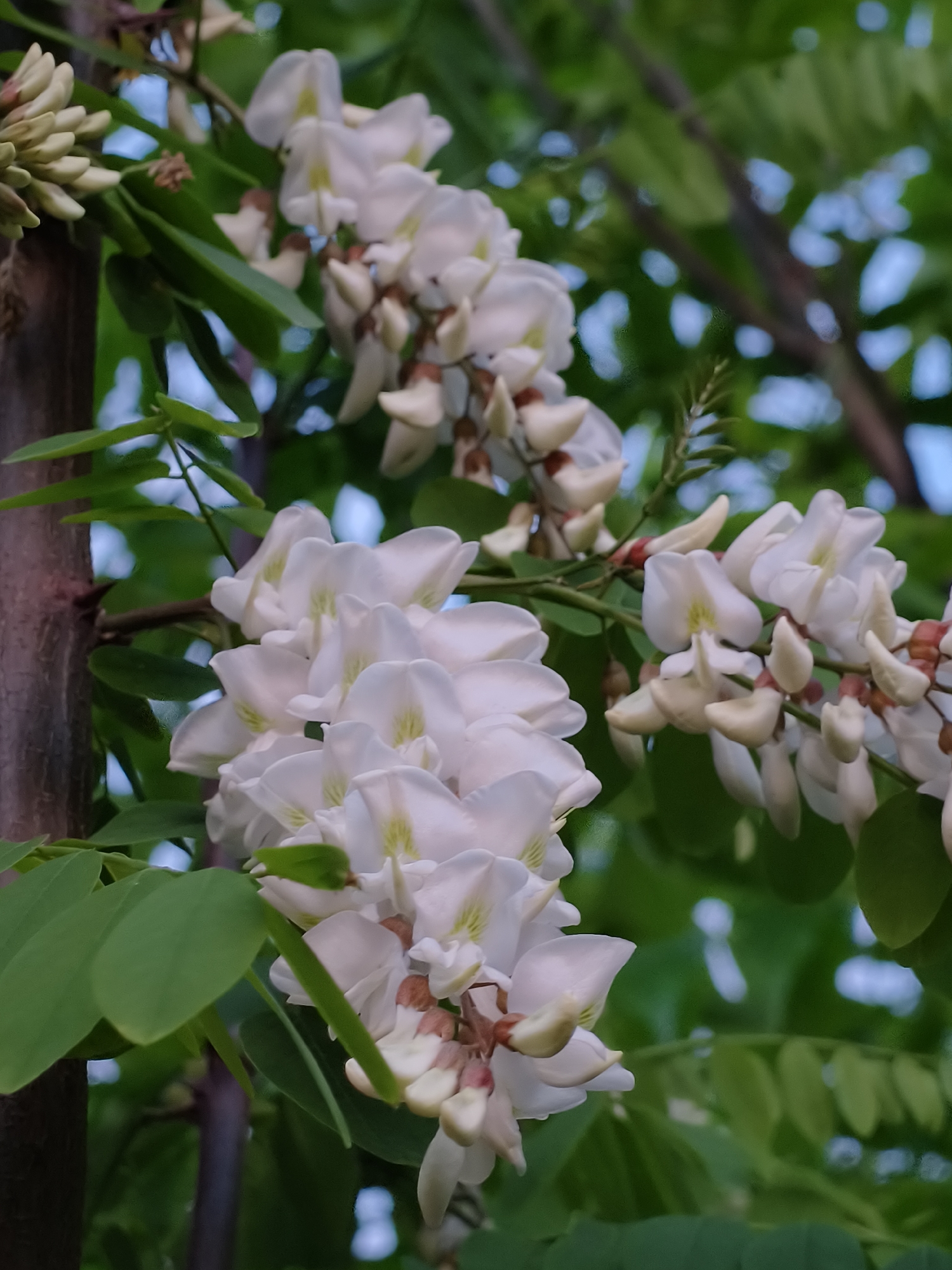 The image shows a close-up view of blooming white acacia flowers with green leaves against a blurred background of trees and sky. The flowers are clustered in drooping racemes. The brown tree branch is visible to the left. The location is Kryvyi Rih, Ukraine.