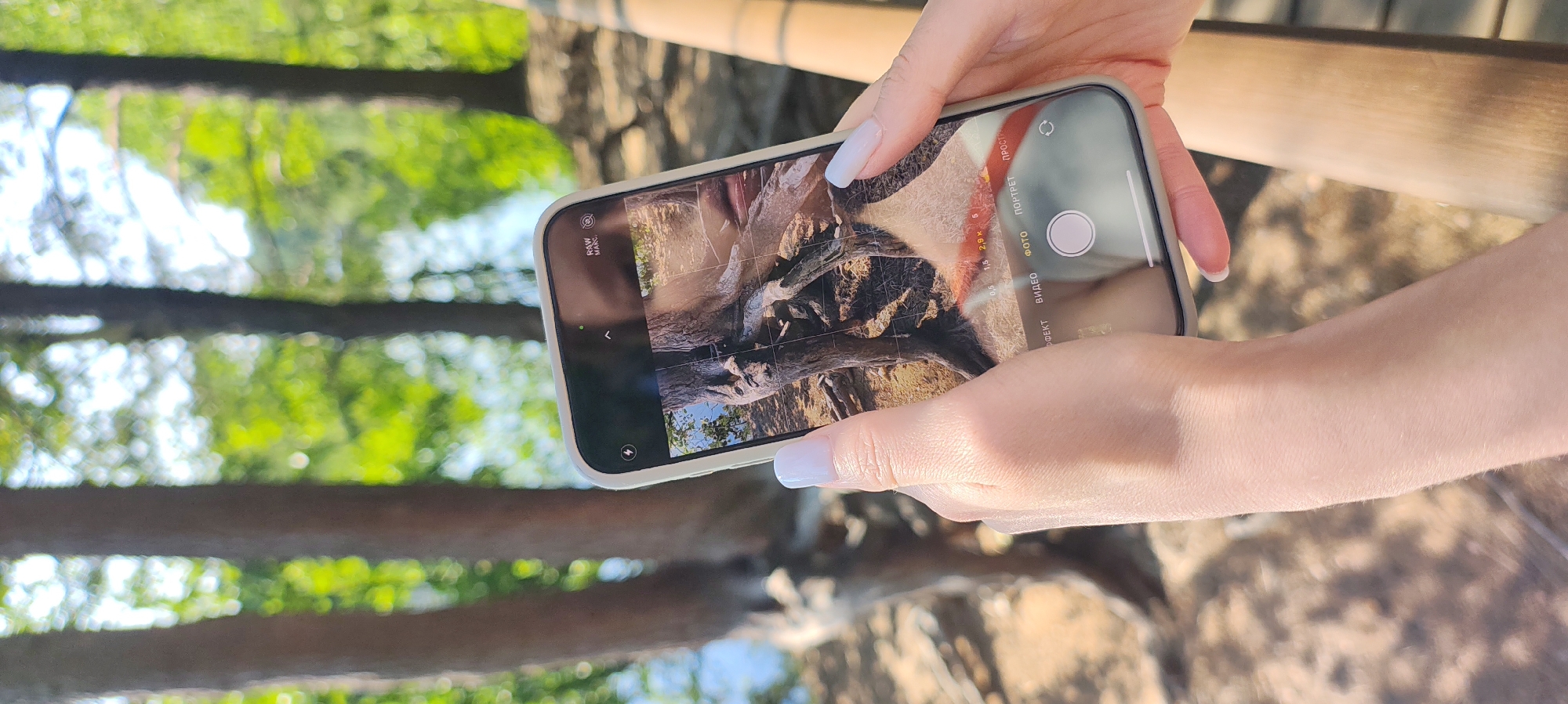 The image shows a person's hands holding a smartphone, capturing a photo of a tree trunk with exposed roots. The background consists of trees with blurred green foliage and a body of water, suggesting an outdoor, natural setting. The smartphone screen displays the camera interface with various shooting modes such as "RAW," "Macro," "Portrait," and "Photo." The person's fingernails are painted with a light blue-grey color. The lighting indicates a sunny day. The location is identified as Beloostrov, Russia.