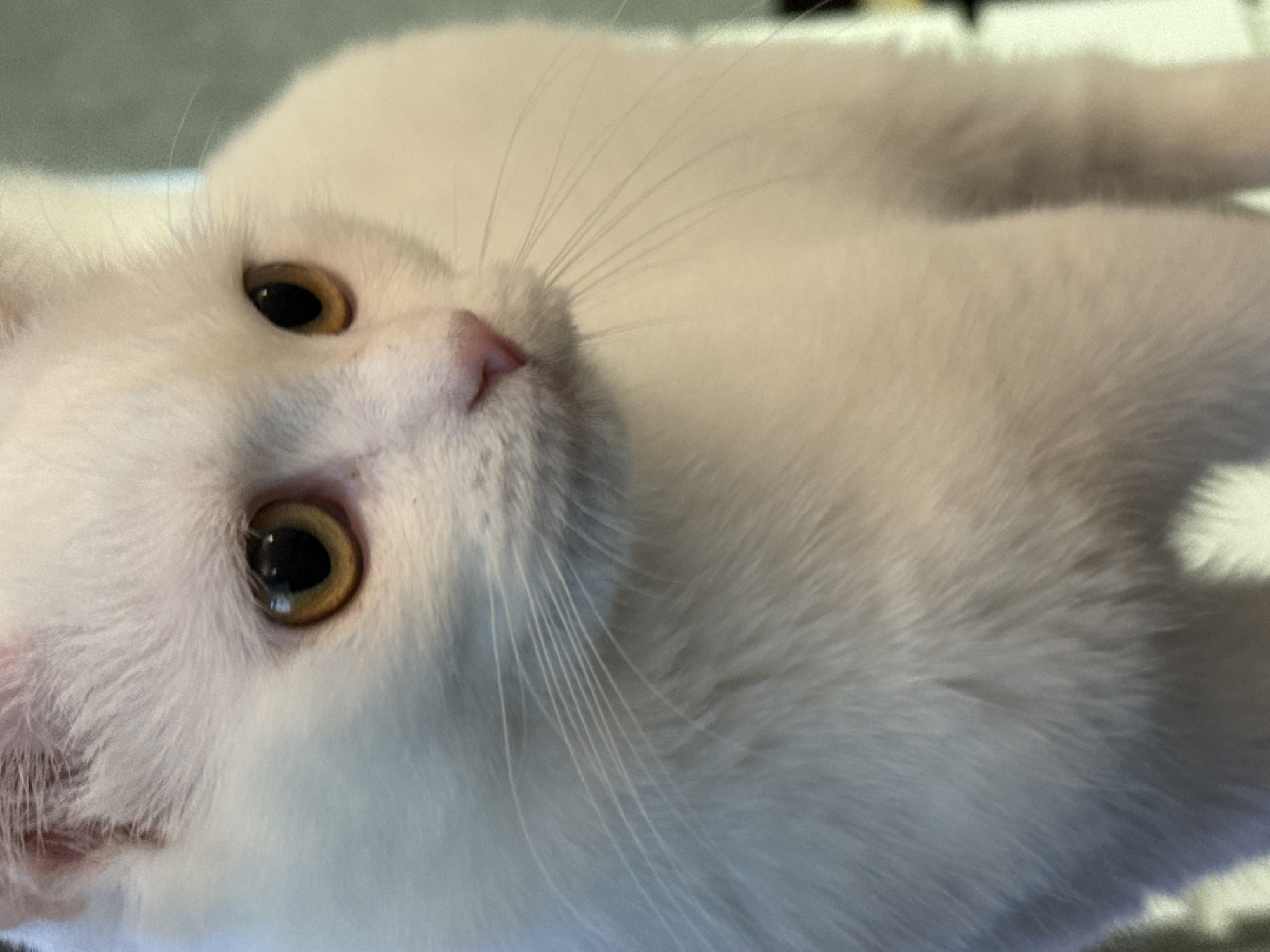 A close-up, low-angle shot shows the face and upper body of a white cat. The cat has light yellow eyes with black pupils and a pink nose. Its white fur is soft and appears to be long, with prominent whiskers. The background is softly blurred and out of focus, suggesting a shallow depth of field. The lighting is warm and highlights the cat's features. The image is oriented vertically.