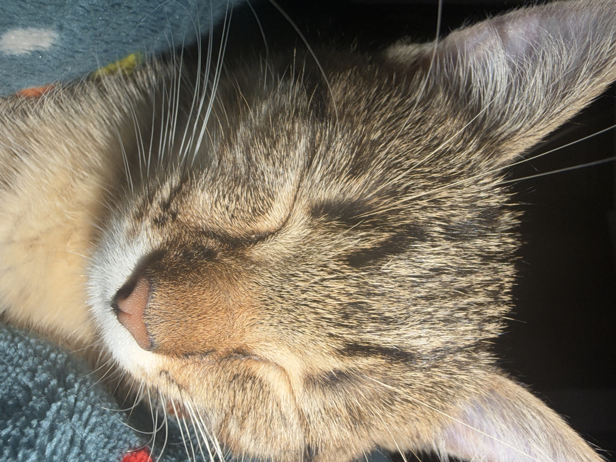 A close-up shot shows the face of a tabby cat with its eyes closed, basking in sunlight. The cat's fur is a mix of brown and black stripes, with lighter cream-colored fur around its nose and chin. Its pink nose is prominent, and long white whiskers extend outwards. The cat appears to be resting on a teal-colored blanket with white polka dots and hints of red. The background is dark, suggesting an indoor or shaded environment. The lighting highlights the texture of the cat's fur and whiskers, creating a peaceful and serene atmosphere.