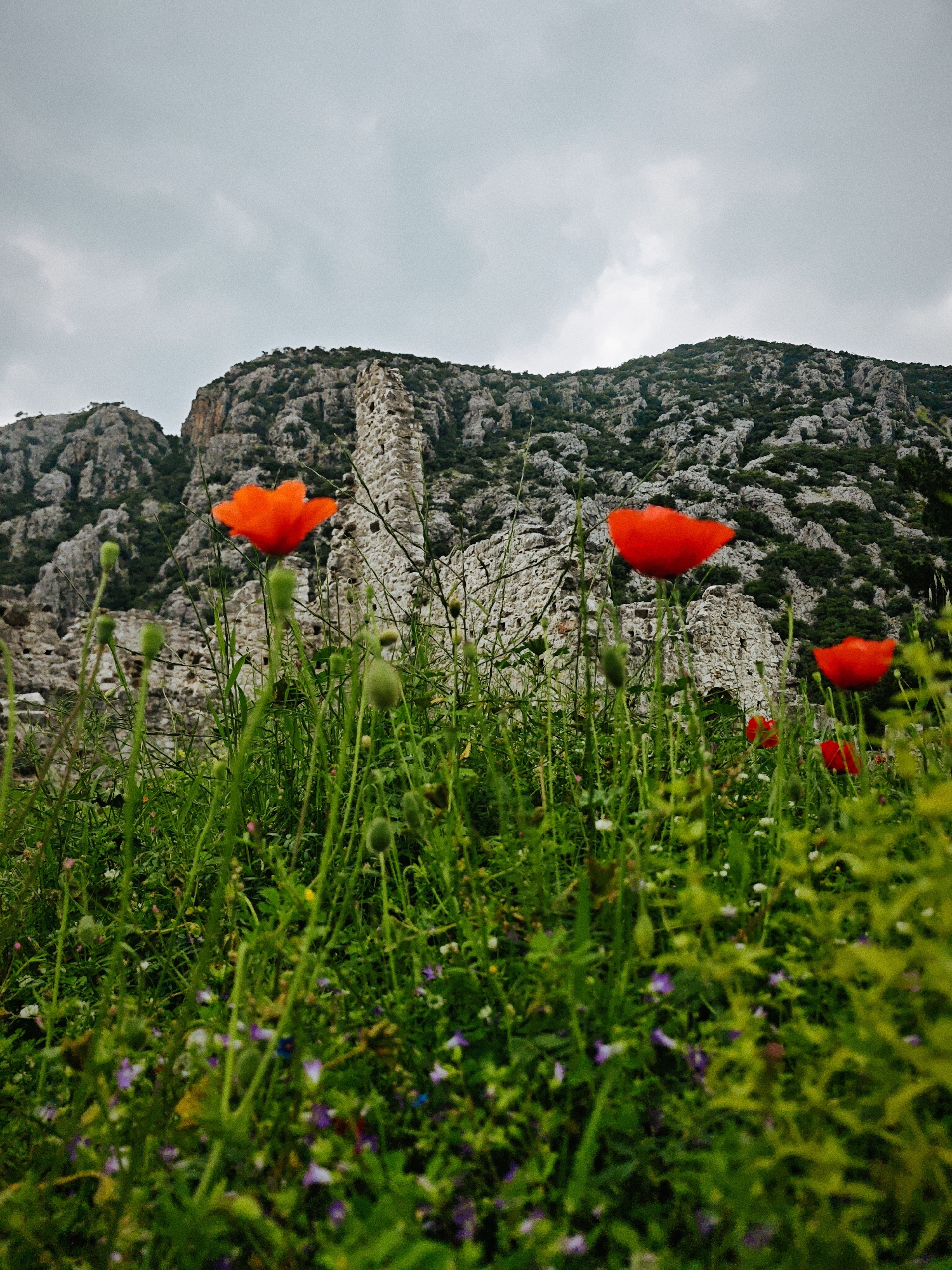The image depicts a field of vibrant green vegetation, interspersed with colorful wildflowers, primarily red poppies, in Kumluca, Turkey. In the background, a rugged mountain looms, featuring a crumbling stone structure that appears to be the ruins of a building or tower. The sky is overcast with grey clouds. No people are visible in the frame. The scene emphasizes a juxtaposition between the natural beauty of the wildflowers and the aged stone structure on the rocky hillside.