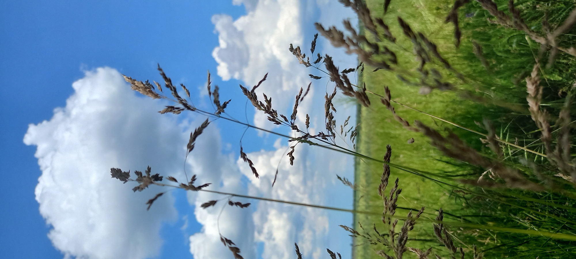 The image depicts a close-up view of dry grass stalks against a backdrop of a bright blue sky with fluffy white clouds. In the distance, a blurred expanse of green grass creates a sense of an open field or meadow. The foreground is dominated by the texture and detail of the grass, with some stalks in sharp focus and others softly blurred. The scene appears to be an outdoor natural environment. There is no indication of the city of Kryvyi Rih, Ukraine. There are no people or specific actions or interactions visible.