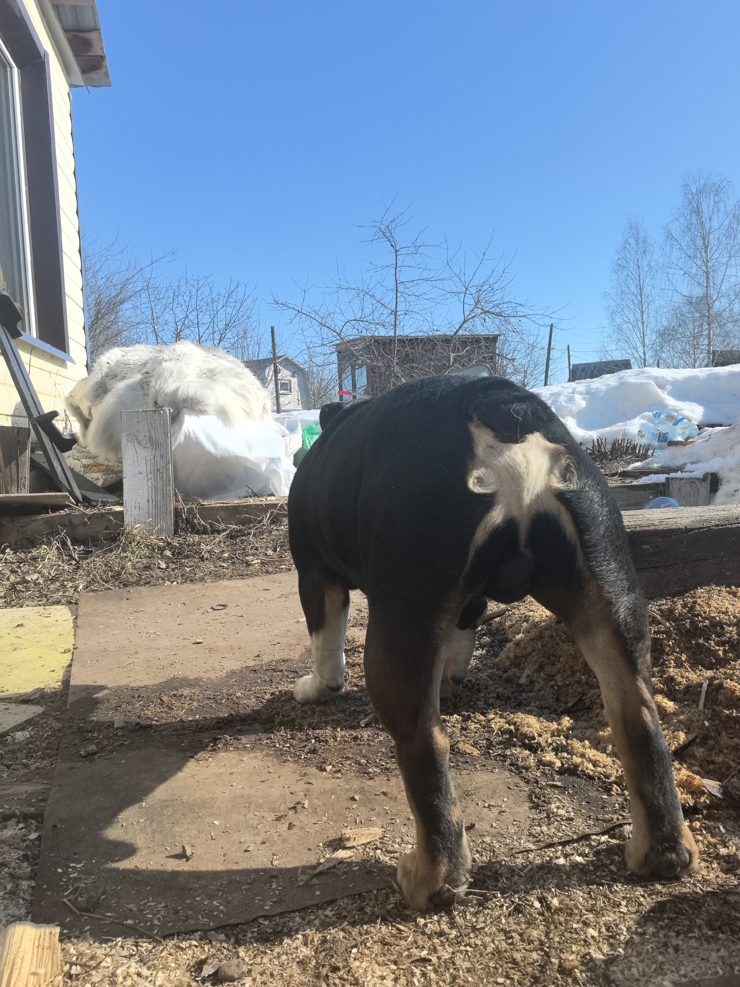 This image, taken in Noviy, Russia, depicts an outdoor scene under a clear, bright blue sky, indicating daytime and sunny weather. In the foreground, a large, dark-colored dog, primarily black with tan/brown markings on its legs and a distinct light-colored, abstract star-shaped pattern on its hindquarters, is positioned centrally, viewed from its rear. Its front right paw is white. Behind it, in the midground, a large, fluffy white dog, resembling a Samoyed, is partially obscured by a tall, weathered wooden post, facing away from the viewer. The ground is an uneven mixture of dirt and scattered wood shavings or sawdust, with a dark rectangular mat and a yellowish flat surface visible in the immediate foreground. To the left, a light-colored building with a window and a gutter is partially visible. The background reveals bare deciduous trees, distant residential structures, and patches of melting snow alongside various debris, including plastic bottles, on the right side of the scene. Strong shadows are cast on the ground by the foreground dog and other objects, consistent with direct sunlight.