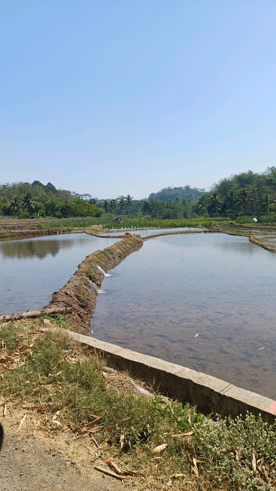 This is a photograph of a rice paddy field under a clear blue sky. The field is flooded with water, reflecting the surrounding vegetation and sky. A raised earthen berm, reinforced with some stones, divides the paddy into sections and allows water to flow from one section to another. Dry grass and fallen leaves are visible along the edge of the paddy, with a concrete border in the foreground. In the background, lush green hills covered in trees, including palm trees, rise towards the horizon. The scene suggests a rural environment, likely in the city of Wonokerso, Indonesia, given the tropical vegetation and agricultural landscape. There are no people or animals visible in the frame. The image is taken from a slightly elevated perspective, looking across the expanse of the flooded fields.
