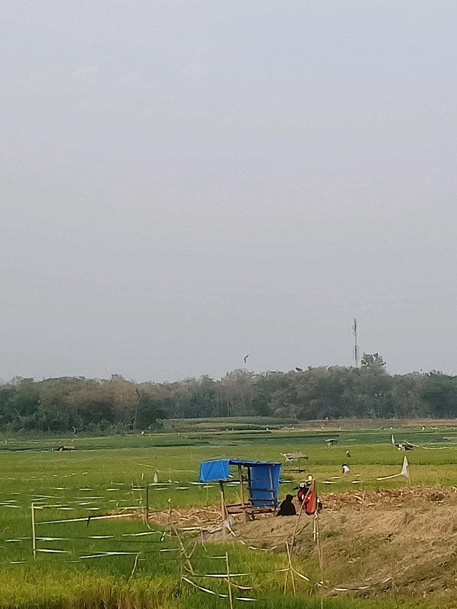 This is a vertical, medium-shot photograph of a rural landscape in Sambiduwur, Indonesia. The scene is dominated by a green rice paddy field under a hazy, overcast sky. In the foreground, to the right, is a patch of dry, light-brown stubble from a harvested crop, demarcated by bamboo poles and white plastic sheeting. A small, open-sided structure with a blue tarp roof is visible in the middle ground, where two people, one in black and one in red, are seated. A motorcycle is parked next to them. Across the rice paddy, which is sectioned by white plastic sheeting strung between poles, other small structures and figures are scattered, along with some white flags. In the far distance, a dense line of trees forms the horizon, with a cellular tower visible rising above them to the right. A bird is in flight in the upper left quadrant of the image.