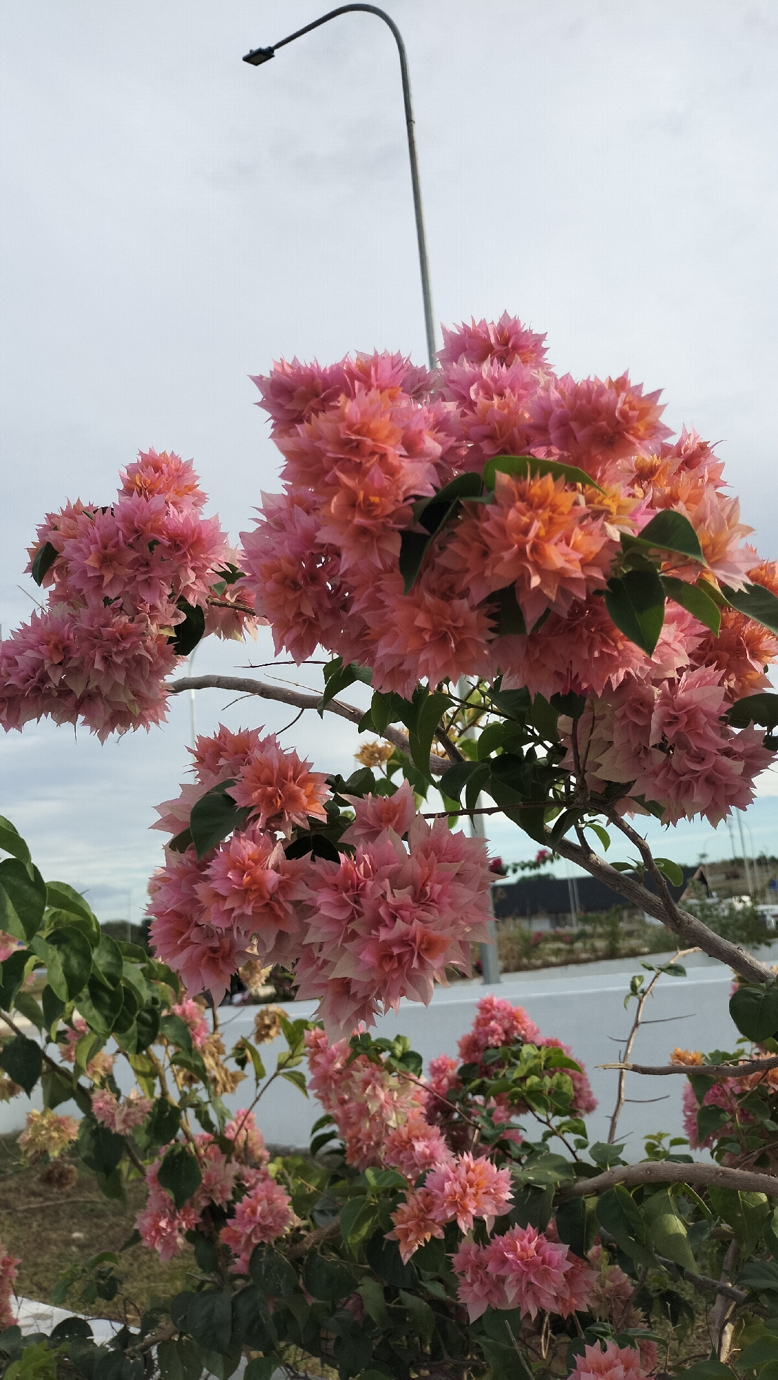 In Keureuweungkrueng, Indonesia, a vibrant bougainvillea bush with numerous clusters of pink and orange bracts is in full bloom. The flowers are densely packed, creating a voluminous display. The bush is situated outdoors, with a plain sky as the backdrop. A street lamp with a curved arm and a light fixture is visible in the upper left portion of the image, extending over the flowers. In the background, a low white wall separates the foreground from a slightly blurred environment that appears to be a roadside or park area, with some distant structures and vegetation. The lighting suggests it is daytime, possibly overcast. There are no people or animals present in the image.