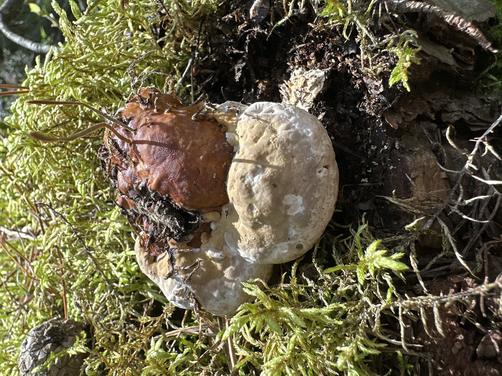 A close-up, eye-level shot shows a large, irregularly shaped mushroom with a smooth, brown cap and a pale, bulbous stem. The mushroom is growing amongst dense, vibrant green moss and dark, moist soil. Debris, including what appears to be pine needles and fragments of bark, is visible on and around the mushroom. A few thin, spindly stems emerge from the top of the mushroom. The background is filled with more of the lush green moss, creating a natural, forest floor environment. The image is well-lit, with sunlight highlighting the textures and colors of the scene. The location is identified as Sokolovo, Russia.