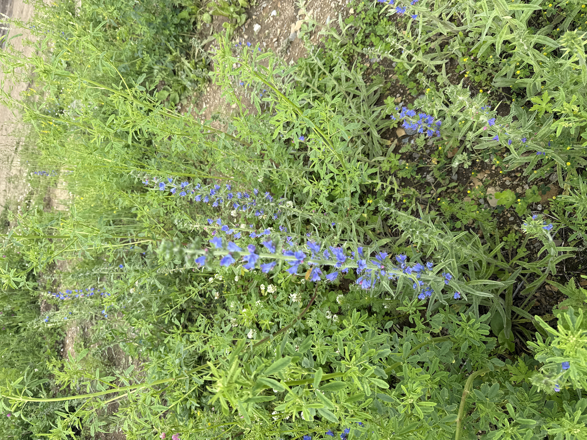 The image shows a patch of wild flora with numerous green stems and leaves. Several small blue flowers are visible, clustered along the tops of some stems. There are also some smaller white and yellow wildflowers interspersed among the green foliage. The ground appears to be a mix of soil and small stones, with some dry leaves and twigs scattered about. The scene suggests an outdoor natural setting, likely an uncultivated area. No people or animals are present. The image was taken in the city of Leninsk, Russia.