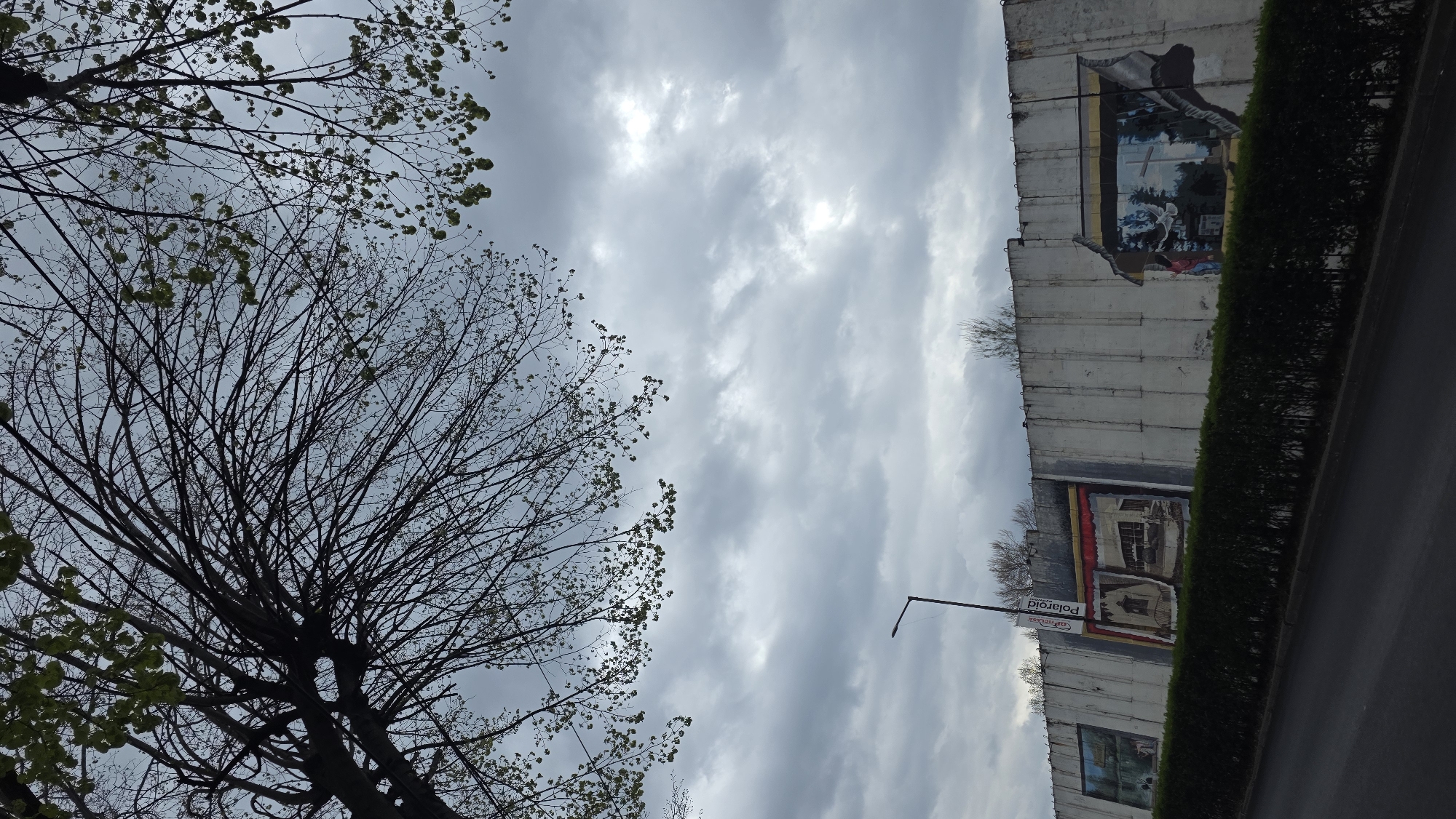 An eye-level shot looking up at a section of the Berlin Wall in Blagoevgrad, Bulgaria. The wall is concrete and adorned with artwork and a Polaroid advertisement. A manicured hedge borders the wall. A section of a road is adjacent to the hedge. A bare tree with minimal new leaves occupies the left side of the frame. The overcast sky is visible in the background. A street light is present.