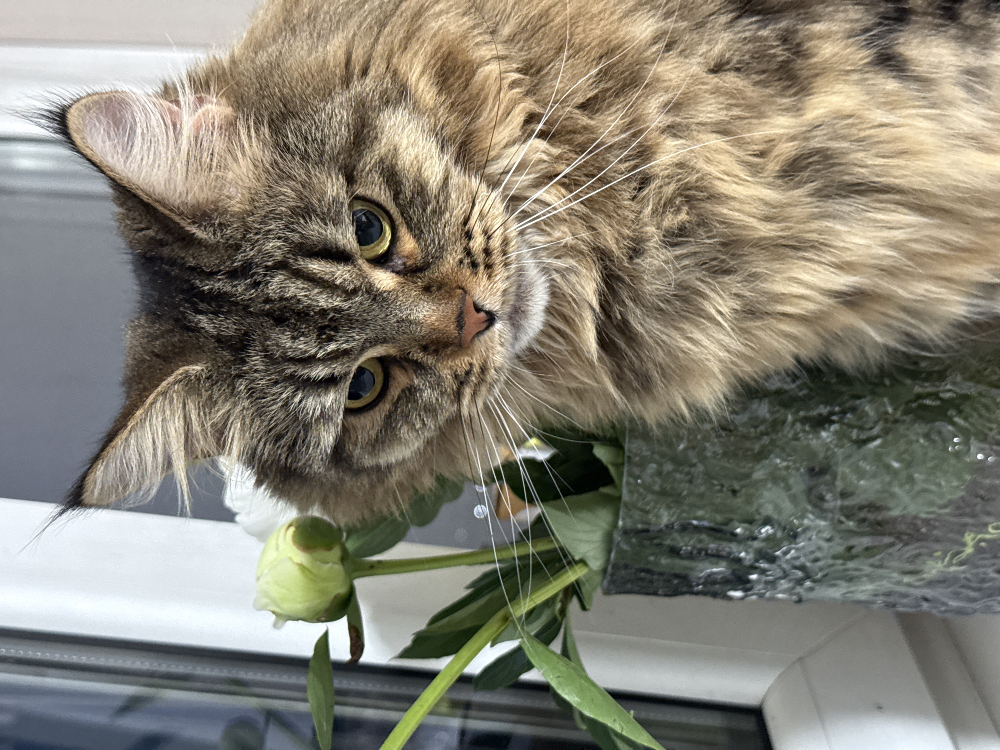 A close-up, eye-level, portrait shot captures a fluffy, long-haired cat with brown and black tabby markings. The cat is positioned to the right of the frame, facing slightly left, with its gaze directed downwards and to the left. Its eyes are bright yellow, and it has long white whiskers. To the left of the cat, a light green peony bud is partially visible, emerging from a textured, dark green glass vase filled with foliage. The background is softly blurred, suggesting an indoor setting, with a window frame on the left and a grey wall behind. The overall lighting is soft and natural. There is no information available about the location in Izhevsk, Russia.