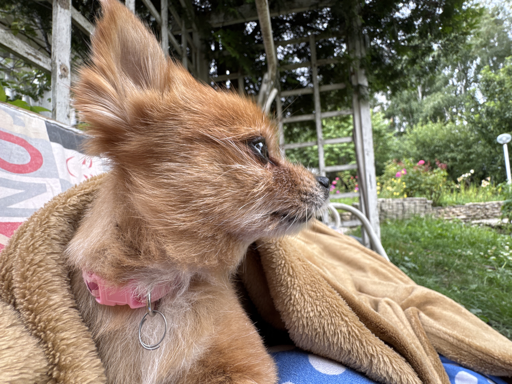 An auburn-haired dog with alert ears is wrapped in a tan blanket and resting on a blue and white polka-dotted cushion. The dog wears a pink collar with a silver ring. The scene appears to be outdoors, possibly in a garden, with lush green foliage and flowering plants visible in the background. A white wooden structure, perhaps a pergola or arbor, is present to the left, draped with greenery. The overall setting suggests a peaceful, relaxed atmosphere in a suburban or rural environment, potentially within the city of Stavropol, Russia, given the context.