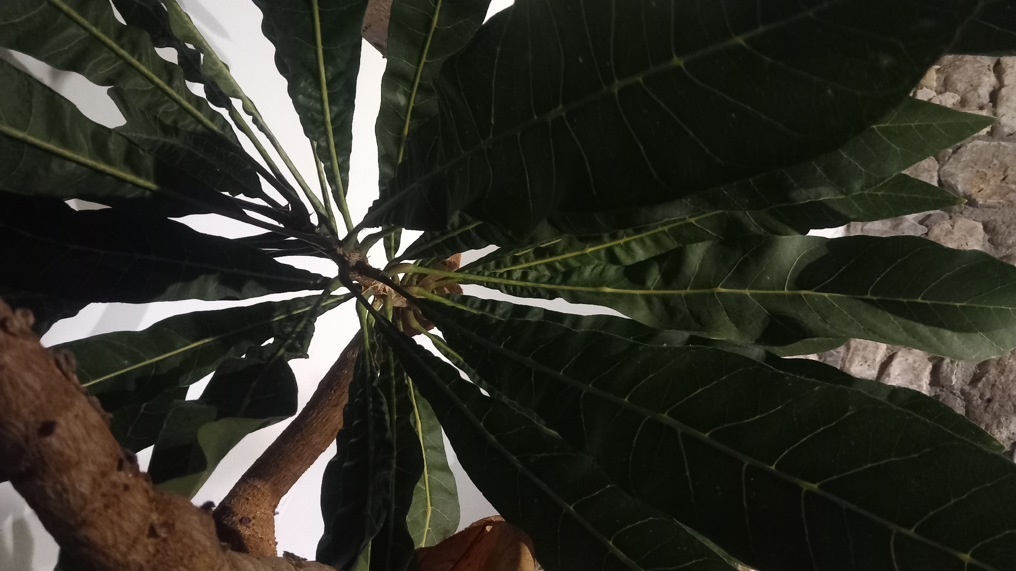 This is a close-up, upward-facing shot of a plant with large, dark green leaves. The leaves have prominent lighter green veins and are arranged in a radial pattern around a central stem or branch. The stems are woody and brown. The background is a mix of white and a textured grey surface, possibly a wall and a stone base. The lighting appears to be artificial, casting shadows on the leaves. The image was taken indoors, with no visible signs of the city of Kos, Greece. There are no people, animals, or specific objects that would place it in a particular location.