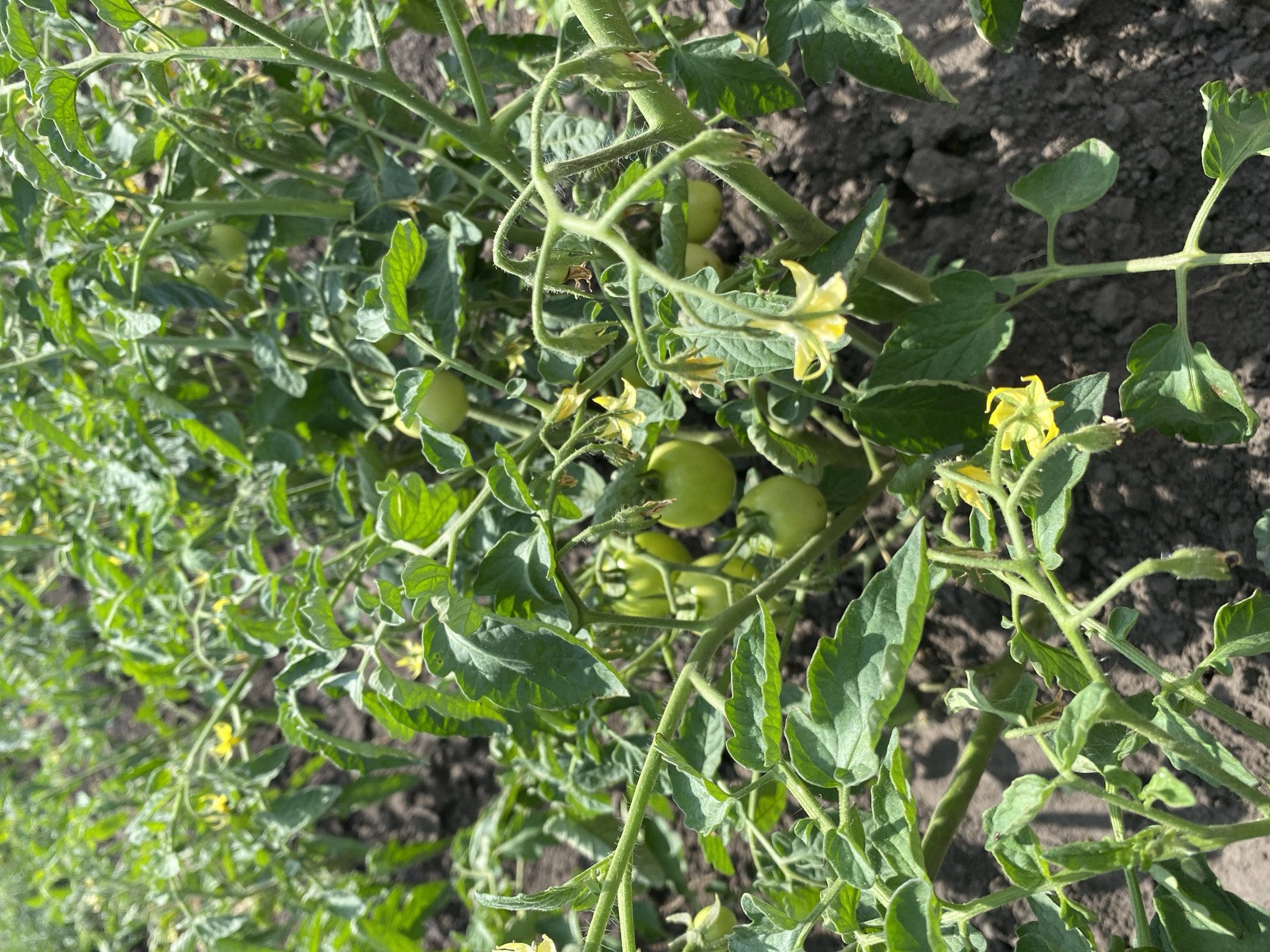 A vertical, medium-shot photograph captures a close-up view of several young tomato plants growing in dark soil. The plants have lush green leaves and delicate yellow flowers. Several small, green tomatoes are visible, some clustered together. The ground appears to be a garden bed. The image is bright and likely taken outdoors on a sunny day. The location is specified as Vasylky, Ukraine.