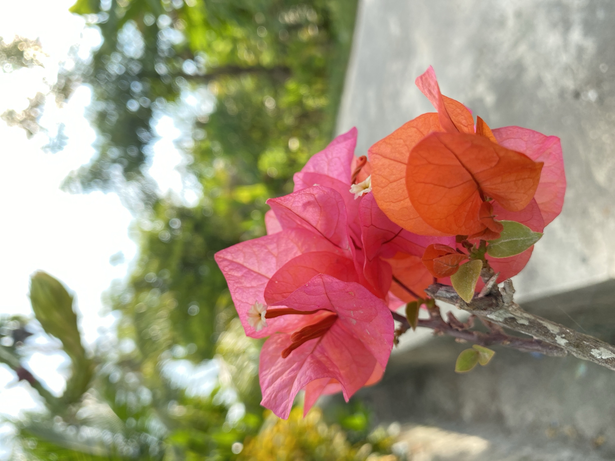 A close-up, low-angle shot captures a cluster of vibrant bougainvillea flowers with bright pink and orange bracts, originating from a weathered, greyish-brown stem. The flowers are in sharp focus, while the background is softly blurred with bokeh effects. Visible behind the flowers is a grey concrete path, and further back, out-of-focus greenery and trees suggest an outdoor setting. The sky above is bright and appears to be daytime. The scene is located in Blangdalam, Indonesia.