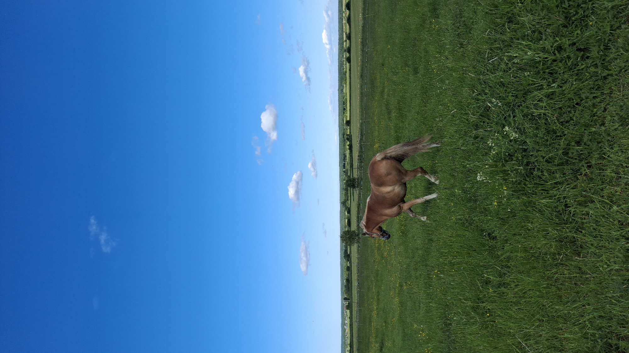 An adult light brown horse with a light brown mane and tail walks across a vibrant green grassy field. The horse is facing left, with its front legs in mid-stride and its back legs slightly bent. The field is dotted with small yellow wildflowers and appears to be bordered by a wire fence. In the background, a line of trees and rolling hills creates a natural horizon. The sky above is a clear, bright blue with a few scattered white clouds. The overall scene depicts a peaceful, rural landscape in the vicinity of Kaporskoe, Russia.