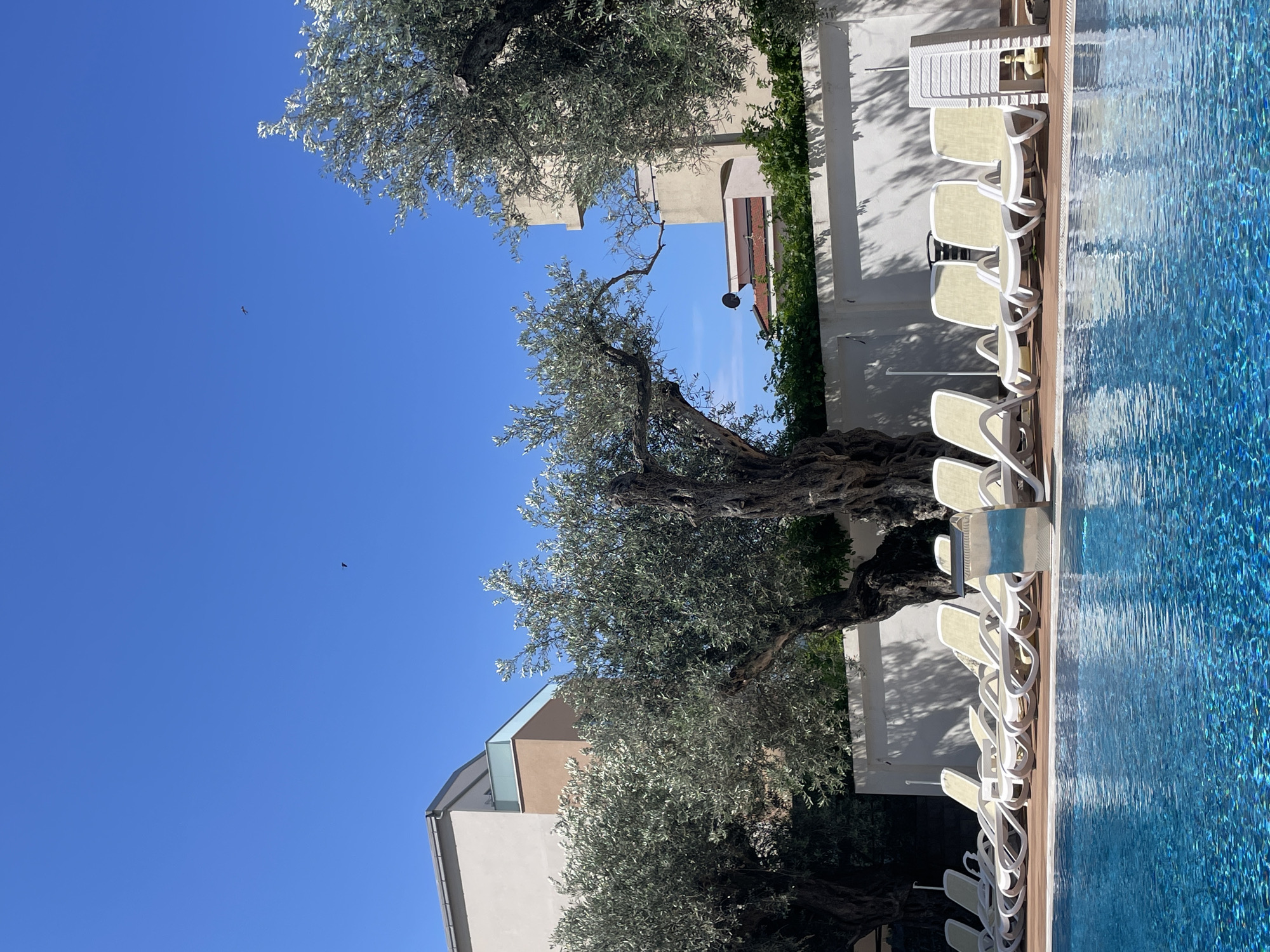 A horizontal medium shot depicts a swimming pool and sunbathing area in Bar, Montenegro. The pool, located on the right side of the image, has light blue water with visible ripple patterns. Next to the pool is a narrow wooden deck where several white lounge chairs are placed in a row.
A wall with green plants growing on it separates the pool area from a building visible in the background. Several olive trees with silvery-green leaves grow between the building and the pool. The sky is clear and blue, with a single small bird visible.