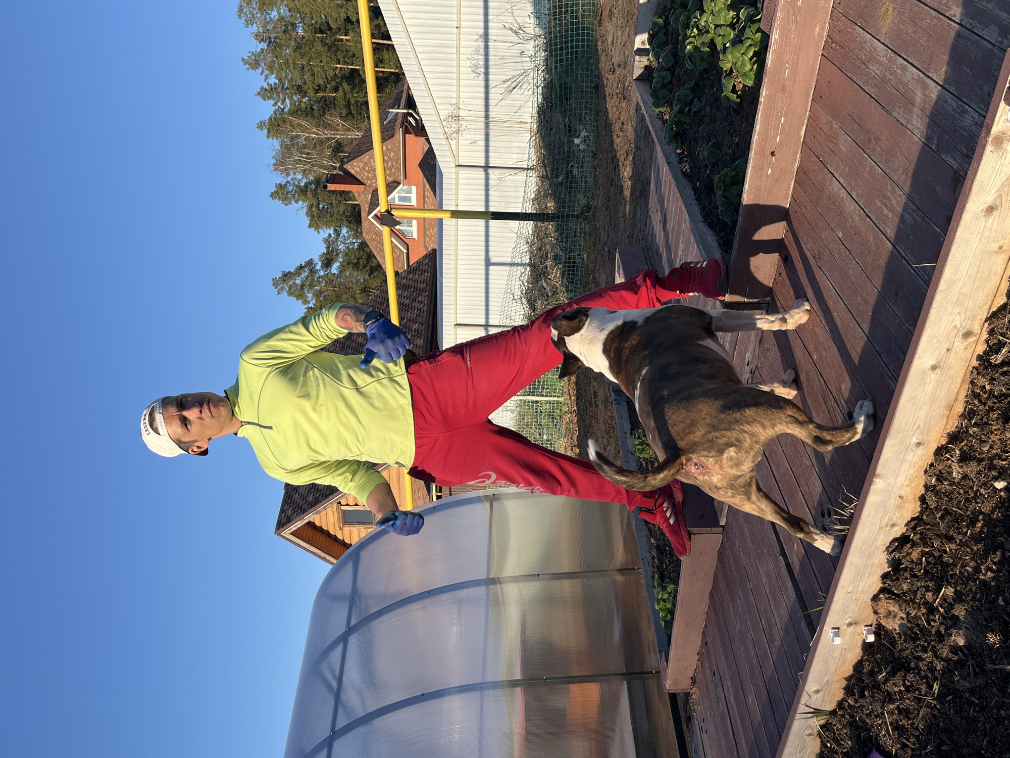 A man in a light green shirt, red pants, and a white cap is standing next to a greenhouse in Chaikovsky, Russia. He is wearing blue gloves and appears to be holding a yellow pipe. A brown and white dog is near the man. The background includes a wooden structure, a fence, trees, and houses under a clear blue sky. The scene seems to be a residential garden.