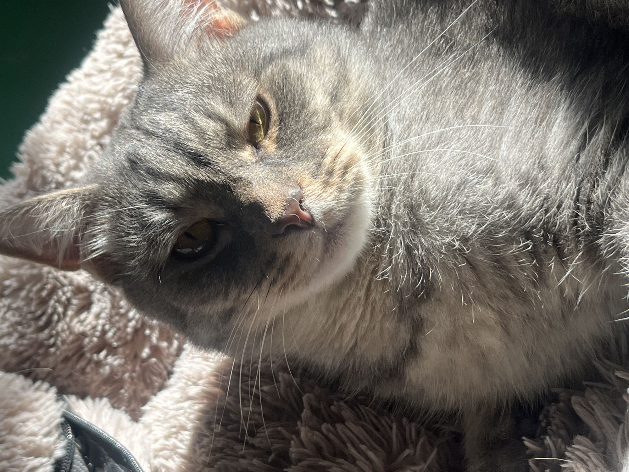 This is a close-up, high-angle, eye-level shot of a grey tabby cat resting on a soft, fuzzy blanket. The cat is mostly in focus, with its face and upper body filling the frame. Sunlight casts dramatic shadows across its fur, highlighting the textures and stripes. One eye is partially closed, giving it a sleepy or contemplative expression. The background is a soft, blurred texture, consistent with the blanket. There is no indication of the city of Nizhny Tagil, Russia, or any people in this image.