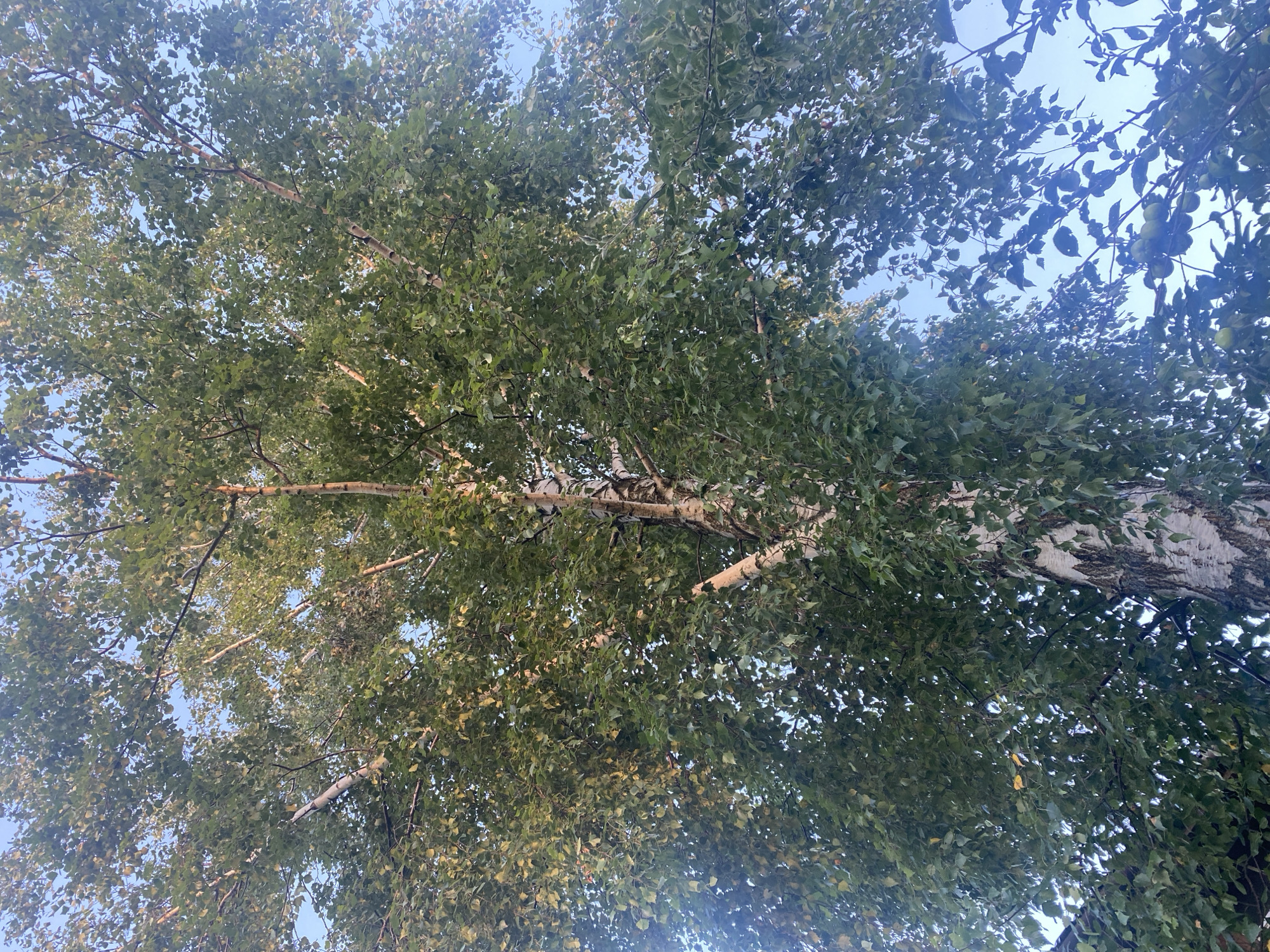 The image captures a low-angle view looking up at a large birch tree, its branches and dense green foliage filling most of the frame against a clear blue sky. The bark of the birch tree is distinctly white with black markings, characteristic of the species. Sunlight filters through the leaves, creating a dappled effect. In the lower right portion of the image, a cluster of green fruits, possibly apples, is visible on a lower branch. The overall scene suggests an outdoor environment in a park or yard. The location is specified as Митино, Russia. There are no people or any discernible actions occurring in the image.