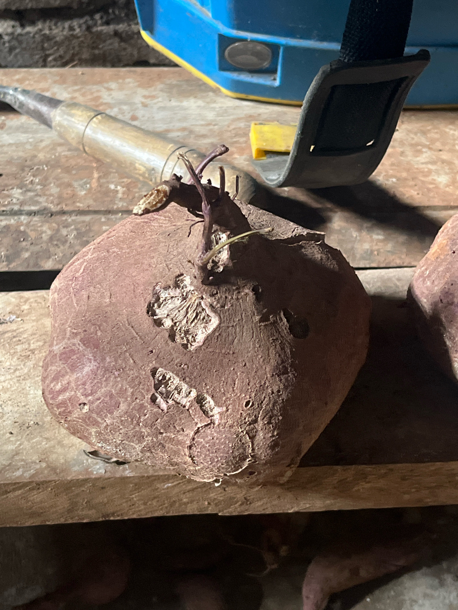 The image shows a close-up of a sweet potato resting on a wooden surface. The sweet potato is large and reddish-purple, with visible sprouts growing from its top. The surface it rests on appears to be made of rough wooden planks, suggesting an outdoor or rustic setting. In the background, a blue and yellow object, possibly a tool or piece of equipment, is visible, along with a black strap. The overall lighting is dim, casting shadows and highlighting the textures of the sweet potato and wood. This scene appears to be located in Sidomulyo, Indonesia, a region known for agriculture, where such produce would likely be found.