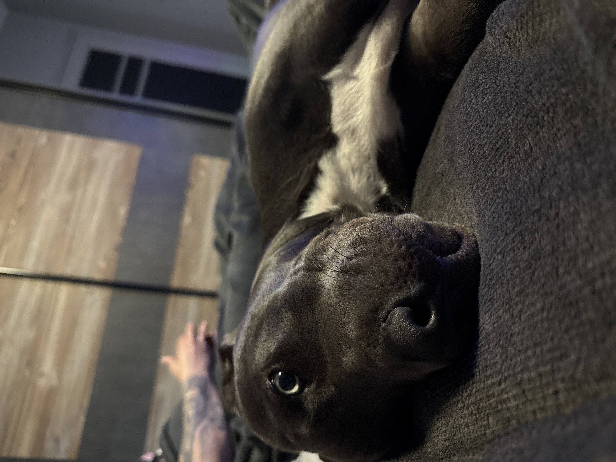 A close-up, slightly rotated shot shows a gray and white pit bull type dog lying on a gray upholstered surface, likely a couch. The dog is positioned in the lower right of the frame, with its head tilted towards the camera. One eye is visible, and the focus is sharp on the dog's snout and nose. The white fur is visible on the dog's chest. In the background, to the left, a person's arm is visible with a tattoo. A wooden surface is seen behind the arm, and an air conditioning unit is mounted on the wall. The setting appears to be indoors. No indication of location or the city of Varna, Bulgaria, is evident in the image.