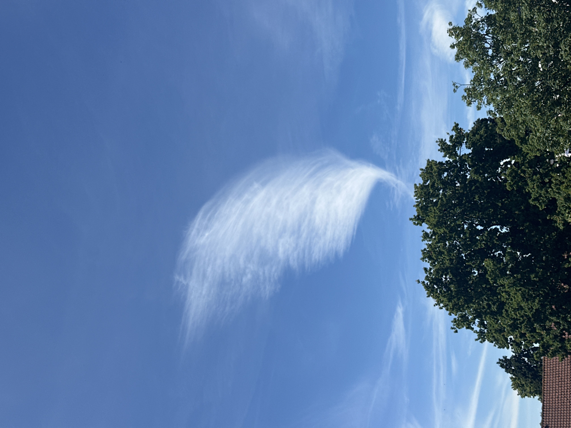 The image shows a bright blue sky with a distinct, wispy cloud formation that resembles a feather or a swept-back wing. This cloud is centrally located and extends from the upper left to the middle of the frame. Below the sky and cloud, the tops of lush green trees are visible, with a small portion of a brown tiled roof in the lower left corner. The scene is captured from a low angle, looking upwards. The image depicts an outdoor environment in Vlaardingen, Netherlands, during daylight hours. There are no people or animals visible in the frame.