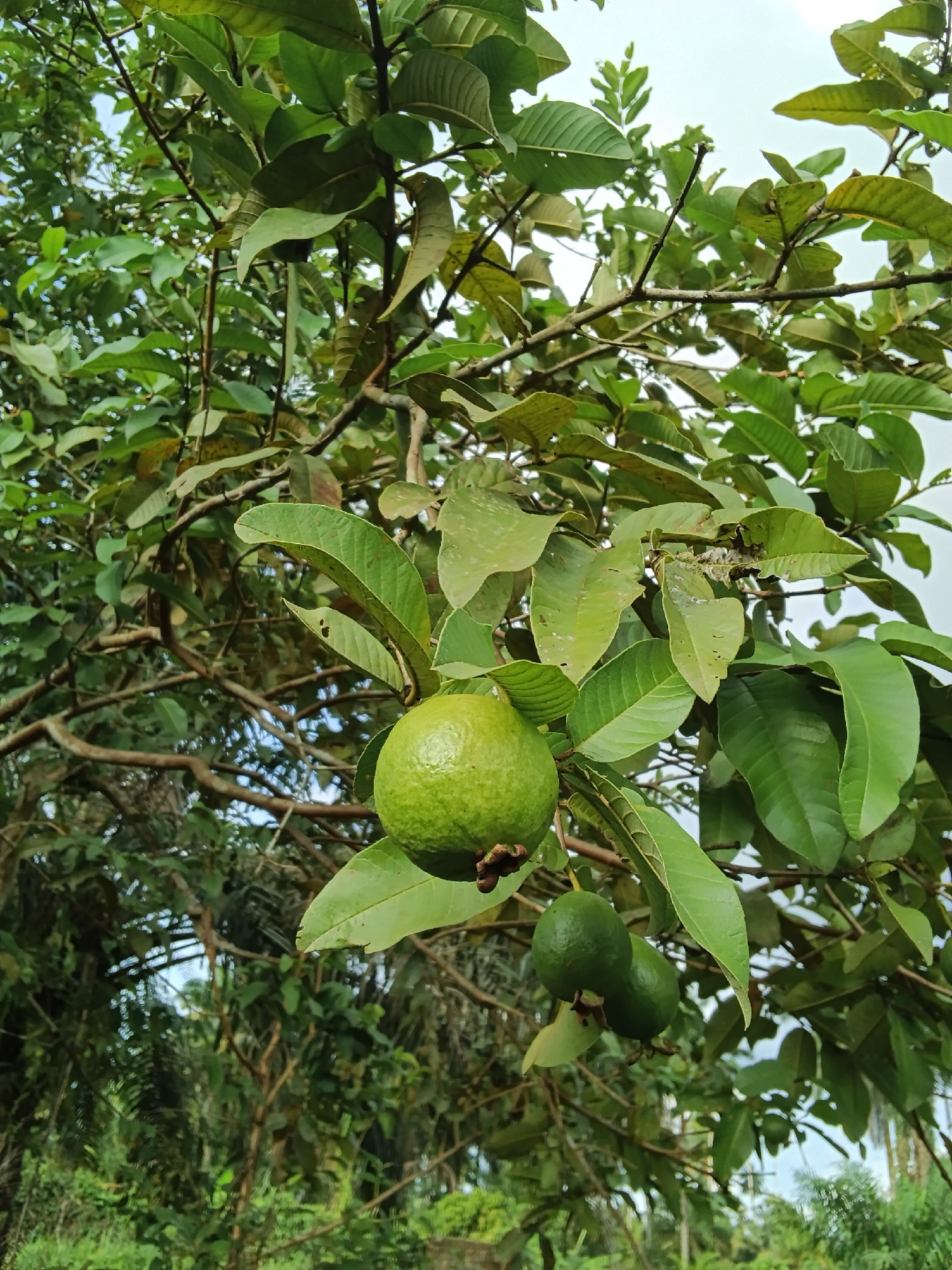 In an outdoor scene, a close-up shot focuses on a guava tree with several green guavas hanging from its branches. The main guava in the foreground is large and round, with a smooth, slightly textured surface. To its right, two smaller guavas are clustered together, also green. The tree's branches are brown and woody, supporting lush green leaves that vary in size and shape, some appearing slightly damaged. The background is a blur of more green foliage, suggesting a dense natural environment. The sky above is overcast with pale clouds. The image is taken at eye level.