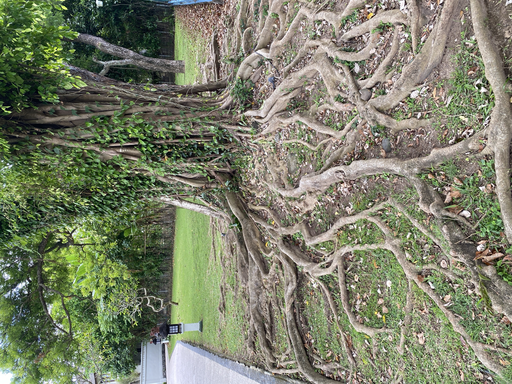 The image captures a tree with an extensive root system sprawling across the ground in an outdoor setting. The tree, located in Kuta Selatan, Indonesia, has a thick trunk covered in vines and green leaves. Its roots are thick, exposed, and cover a large area of ground, intermingling with grass and fallen leaves.
To the left of the frame, there is a paved walkway, and beyond it, a lush green lawn with other trees and foliage. A lamppost stands near the walkway. In the background, a fence and more greenery can be seen. The lighting suggests it's daytime, with natural light illuminating the scene. There are no people visible in the frame.