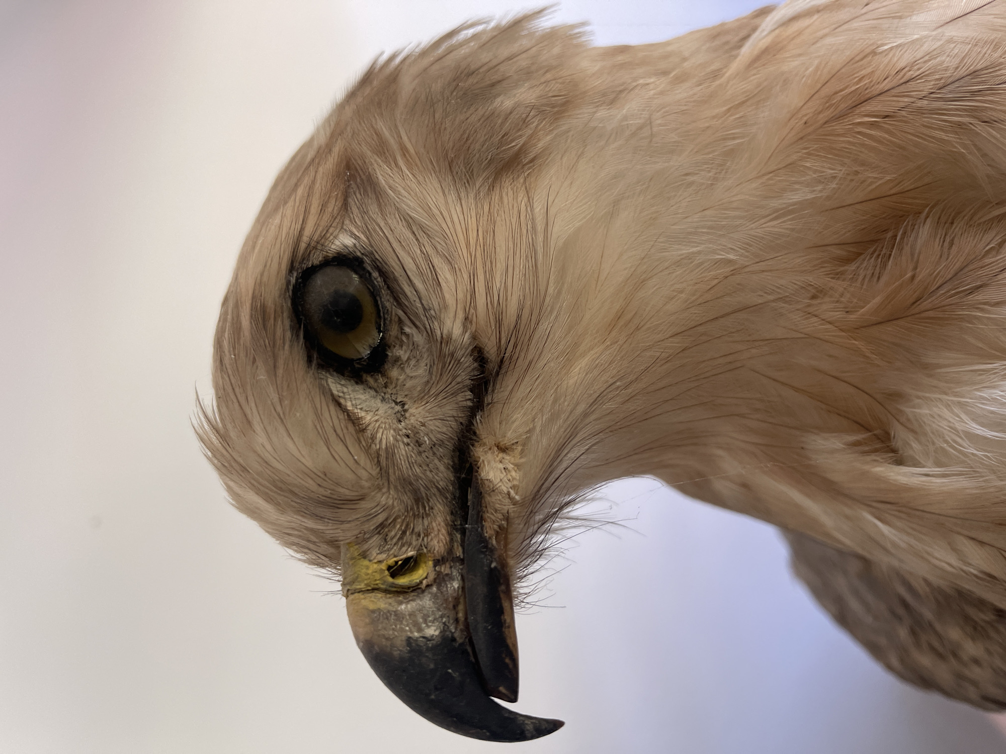 This is a close-up, profile view of a taxidermied bird of prey, possibly a hawk or falcon, set against a plain, light-colored background. The bird's head is facing left, showcasing its sharp, hooked black beak with a yellow cere at the base. Its eye is a dark brown iris with a black pupil. The feathers are a light brown and tan color, with finer, downy feathers around the neck and coarser ones on the head and face. The background appears to be a wall or curtain, with a subtle gradient from white at the top to a pale purple-blue towards the bottom. There is no indication of the city of Tel-Aviv, Israel, or any urban environment within the image. The scene is static and devoid of any action or interaction.