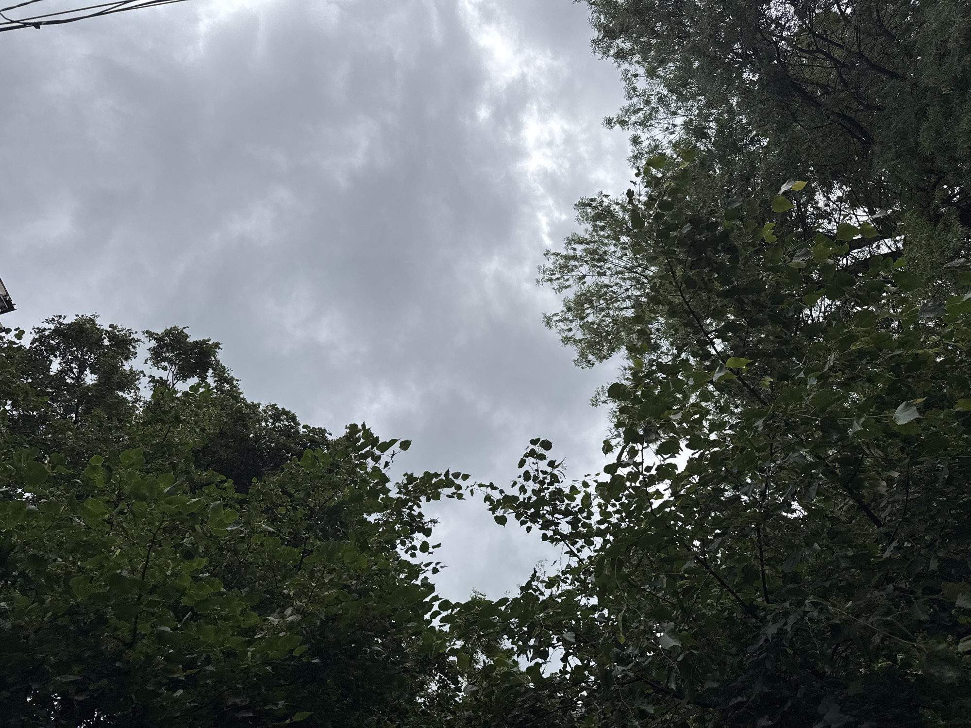 The image presents an upward view of a cloudy sky framed by the canopies of several trees. The sky is overcast with various shades of gray clouds, some areas appearing brighter as if sunlight is attempting to penetrate the cloud cover.
Lush green foliage from multiple trees dominates the lower and side portions of the frame. The leaves are dense and dark green, creating a natural border around the central sky. A particularly notable detail is the clear, distinct heart shape formed by the negative space where the tree branches and leaves converge in the middle of the image, perfectly outlining a portion of the cloudy sky.
In the upper-left corner, a thin, dark line, possibly a utility wire or a structural element, is faintly visible against the sky. The scene depicts an outdoor setting, likely a park or a wooded area. The weather is cloudy but bright, indicating daytime. There are no people, objects other than nature and the faint line, or visible text in the photograph. The composition focuses on the interplay between the organic shapes of the trees and the expansive sky, with the heart-shaped opening serving as a central, symbolic element.