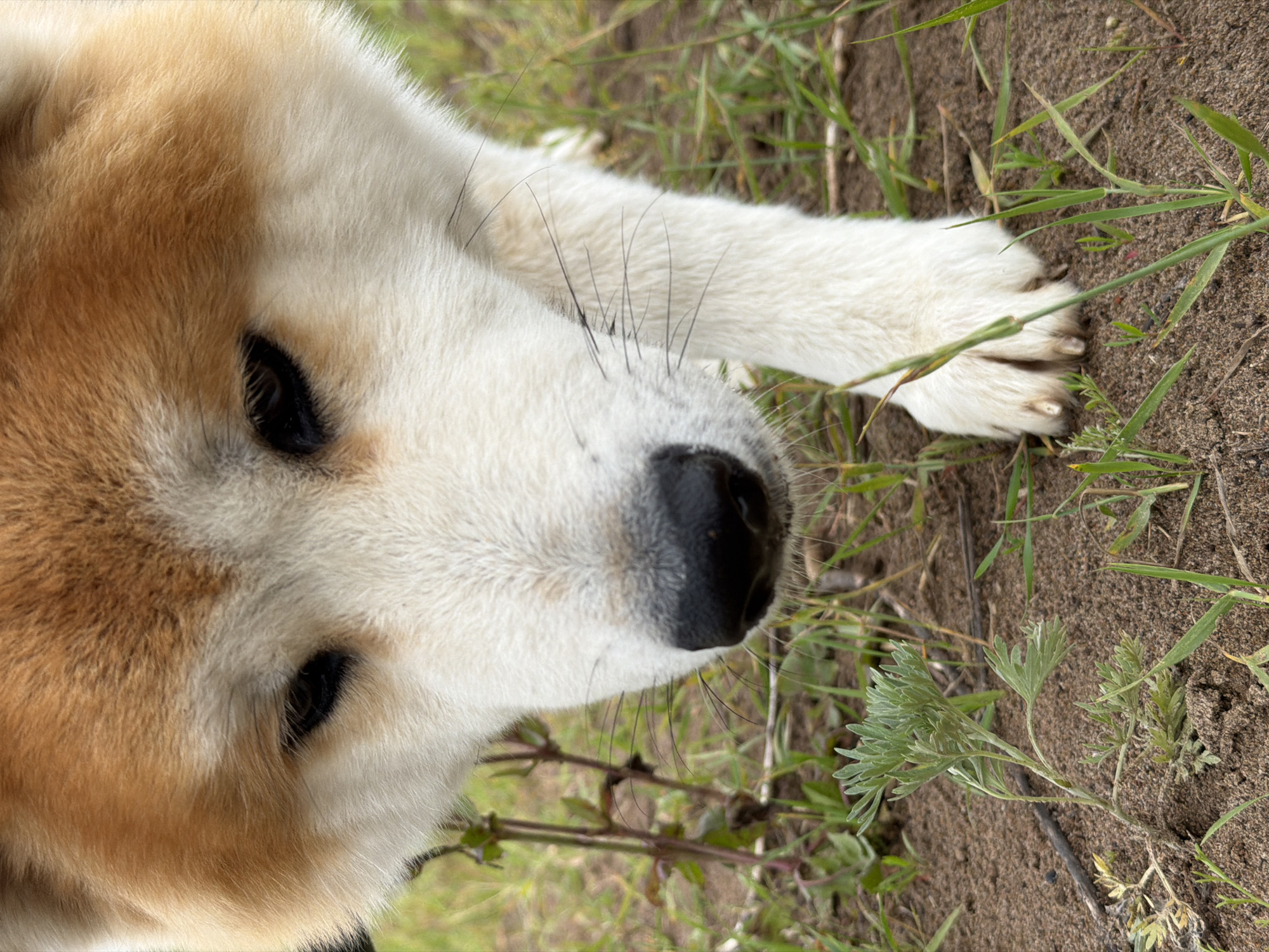 A close-up, low-angle shot features the face of an Akita dog lying on the ground. The dog's fur is a mix of white and tan, with the tan coloring prominent on its head and ears. Its dark eyes are visible, along with its black nose and a few long, black whiskers. The dog's white paws are also in frame, one resting near its head and the other extending towards the bottom right of the image.
The setting appears to be outdoors, with loose, sandy soil and patches of green grass and weeds. Some of the foliage is dry and brown, suggesting it might be a warmer season. The lighting suggests daytime, but the exact time and weather are not discernible. The overall mood is relaxed and peaceful, with the dog appearing to be at rest. There is no visible text in the image. The location context is Chaikovsky, Russia.