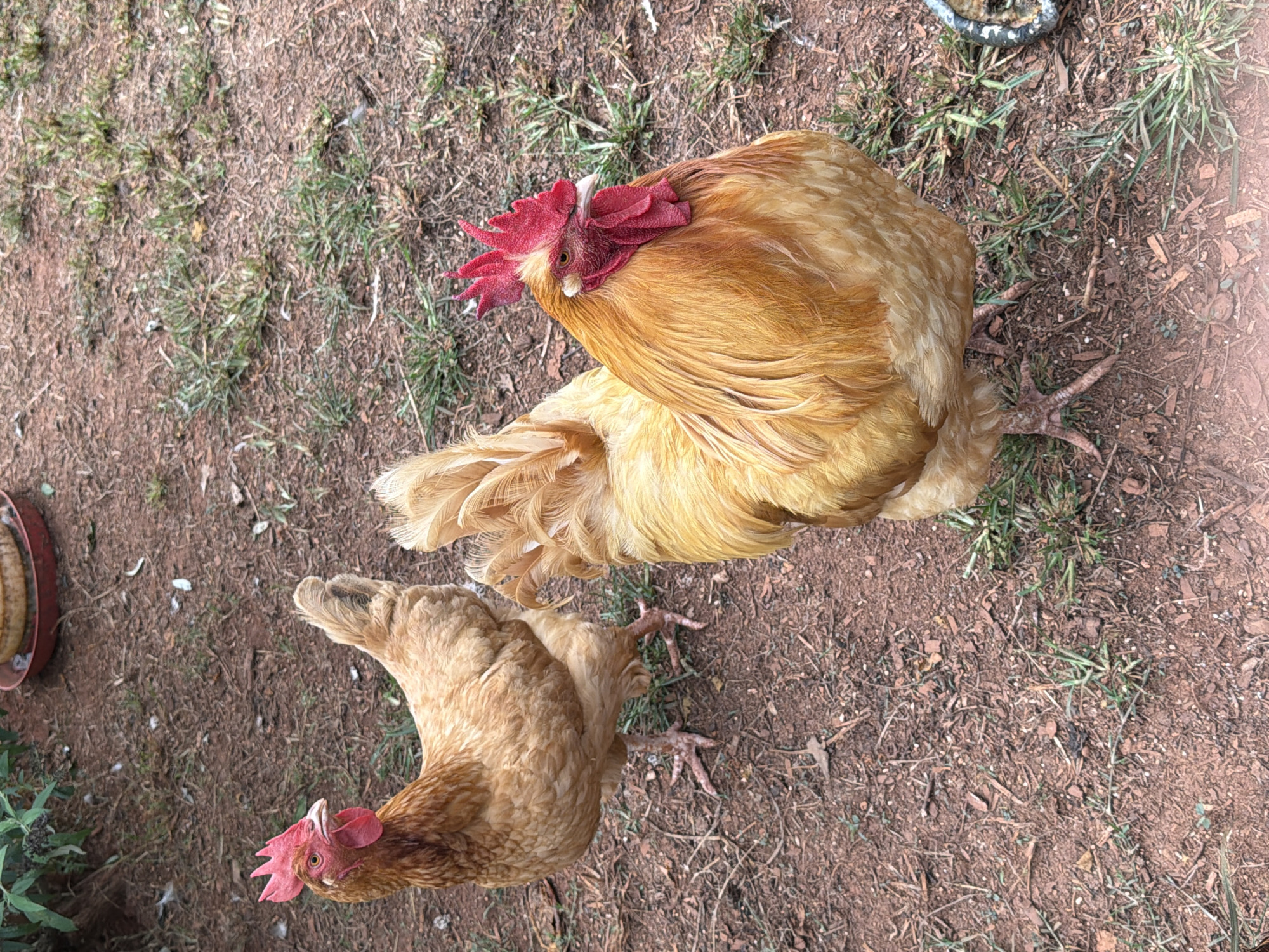 Two buff-colored chickens are standing on reddish-brown dirt with scattered dry leaves and green grass. The chicken in the foreground, on the right, is a rooster with a prominent red comb and wattle, and a fluffy, golden-yellow tail. It is facing to the right and looking slightly down. The chicken in the background, on the left, appears to be a hen, also buff-colored with a red comb and wattle, and it is facing towards the left. In the upper left corner, there is some green foliage. In the upper right corner, a red and tan feeder is partially visible. The ground is uneven and textured.