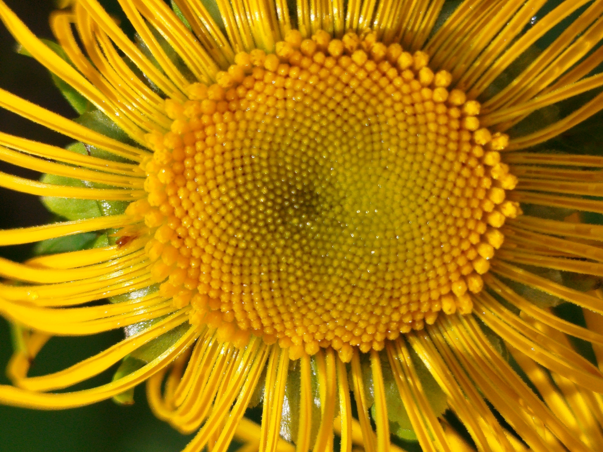 The image is a close-up, macro photograph of a yellow flower, likely a daisy or sunflower, with a detailed view of its center and petals. The center of the flower is a dense collection of small, yellow florets arranged in a spiral pattern. Numerous thin, bright yellow petals radiate outwards from the center, some appearing slightly curved. There are visible water droplets on the petals and in the center, suggesting it may have recently rained or been watered. The background is dark and out of focus, hinting at foliage or other vegetation. There are no people, actions, or interactions depicted in the image. The location provided, "Чкаловское Снт, Russia," refers to a garden or dacha settlement, consistent with the subject matter of a flower.